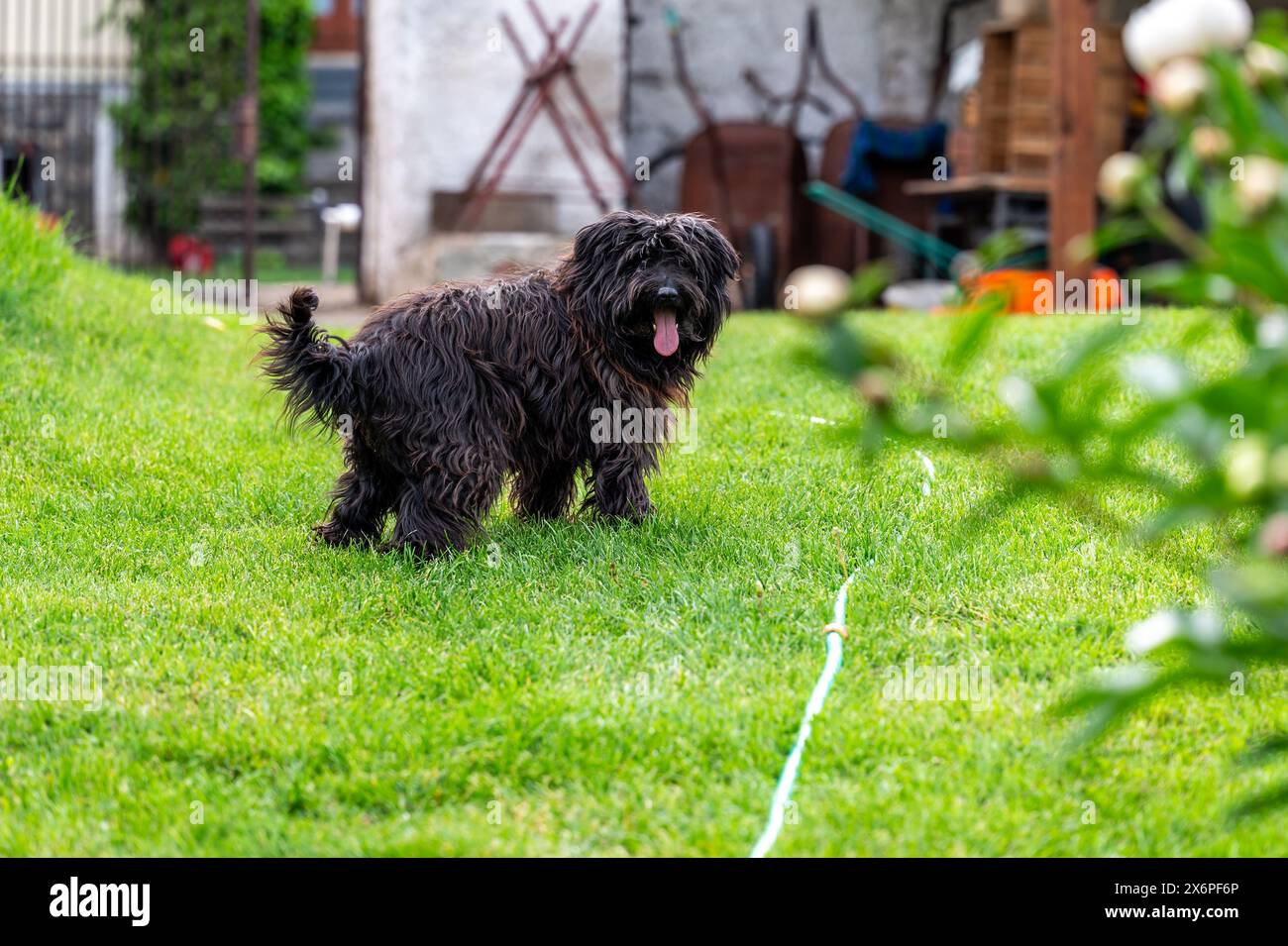 Un piccolo cane crossbreed felice cammina sull'erba nel piccolo giardino. Foto Stock