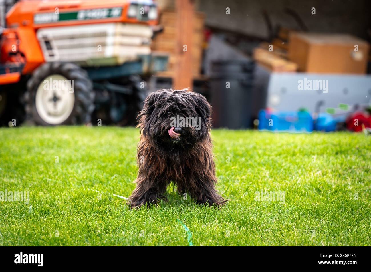 Un piccolo cane crossbreed felice cammina sull'erba nel piccolo giardino. Foto Stock