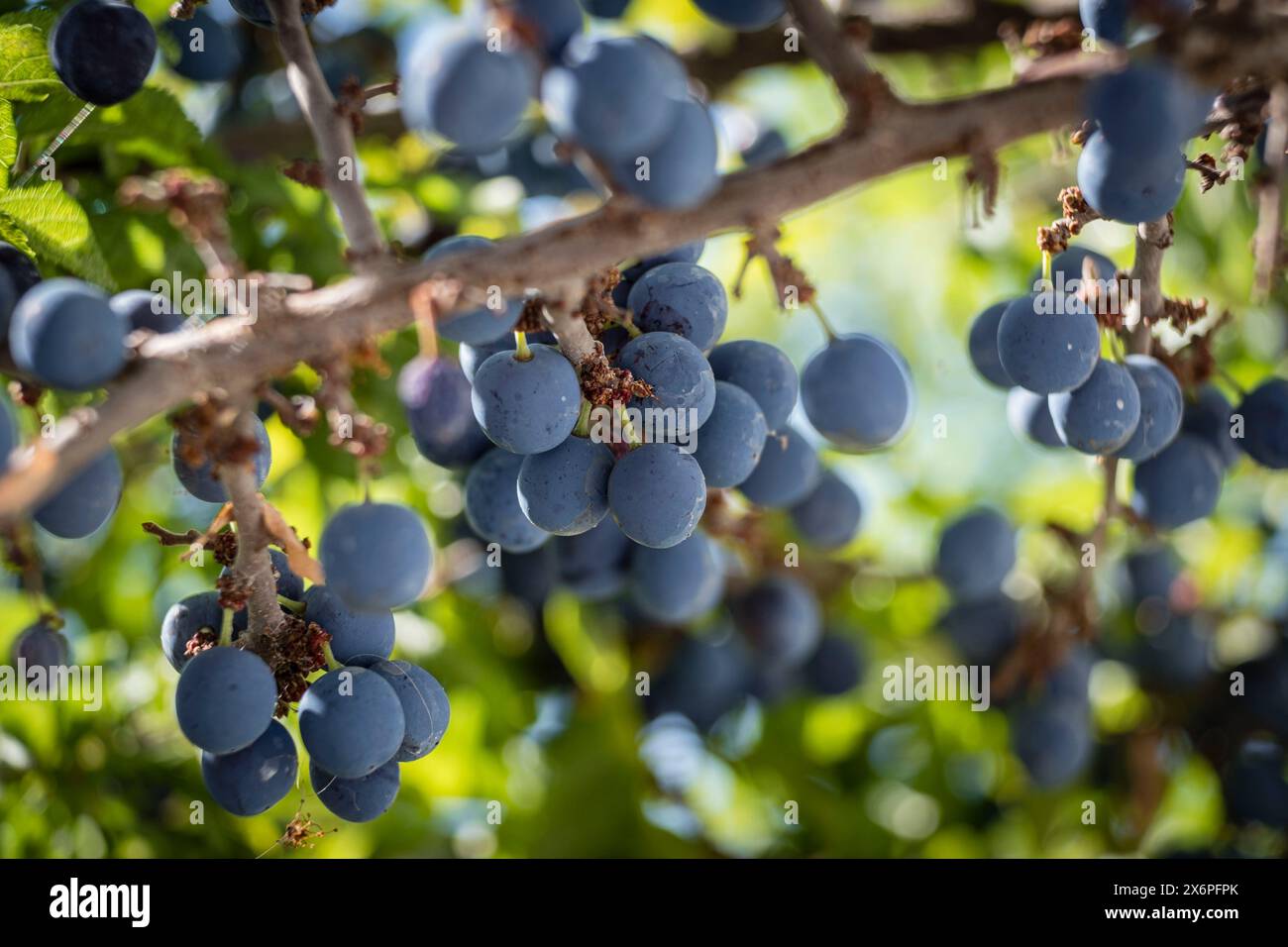 blackthorn, Prunus spinosa, per la produzione tradizionale di patxaran, Abárzuza, Navarra, Spagna, Europa. Foto Stock