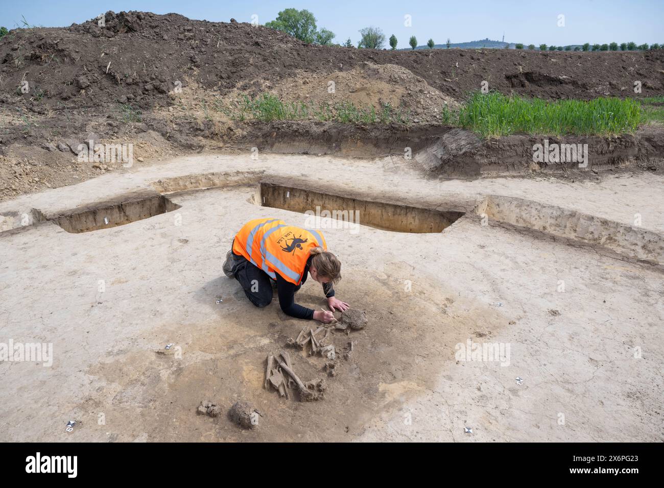 Nauendorf, Germania. 16 maggio 2024. Melanie Weber-Walpuski, un'archeologa dell'Ufficio statale Sassonia-Anhalt per la conservazione dei monumenti e l'archeologia, sta lavorando su uno scheletro in un campo vicino a Nauendorf vicino a Halle. L'uomo e' stato trovato in una posizione accovacciata e sdraiato sul lato destro. Il corpo fu sepolto in una pianta trapezoidale di un precedente edificio mortuario. Gli archeologi hanno trovato due di queste capanne mortuarie risalenti a 6000 anni fa qui. I tumuli funerari appartengono alla cultura di Baalberg. Crediti: Hendrik Schmidt/dpa/Alamy Live News Foto Stock