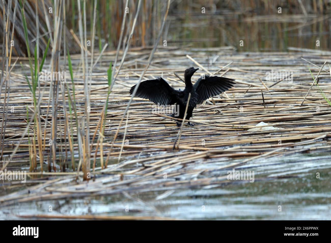 Cormorano pigmeo nel lago Prespa in Grecia Foto Stock