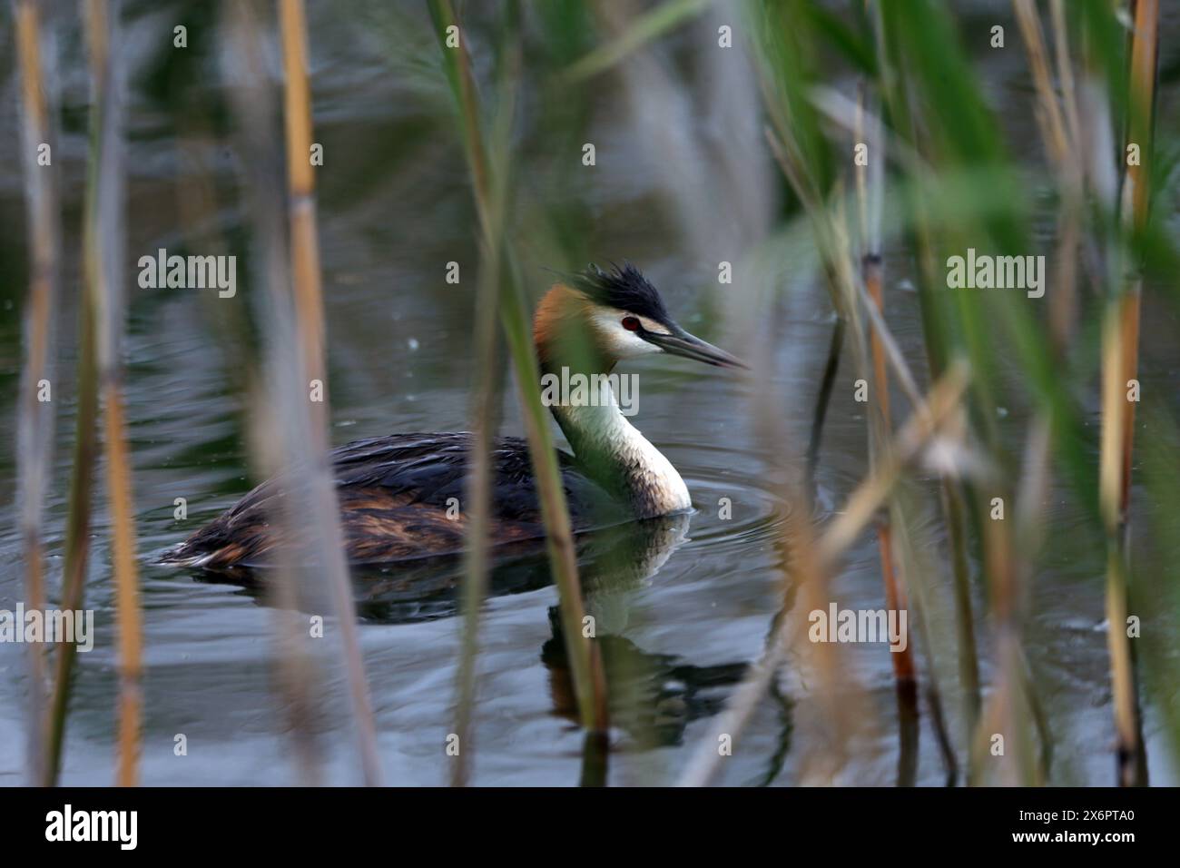 Ottima cresta nel lago Prespa in Grecia Foto Stock