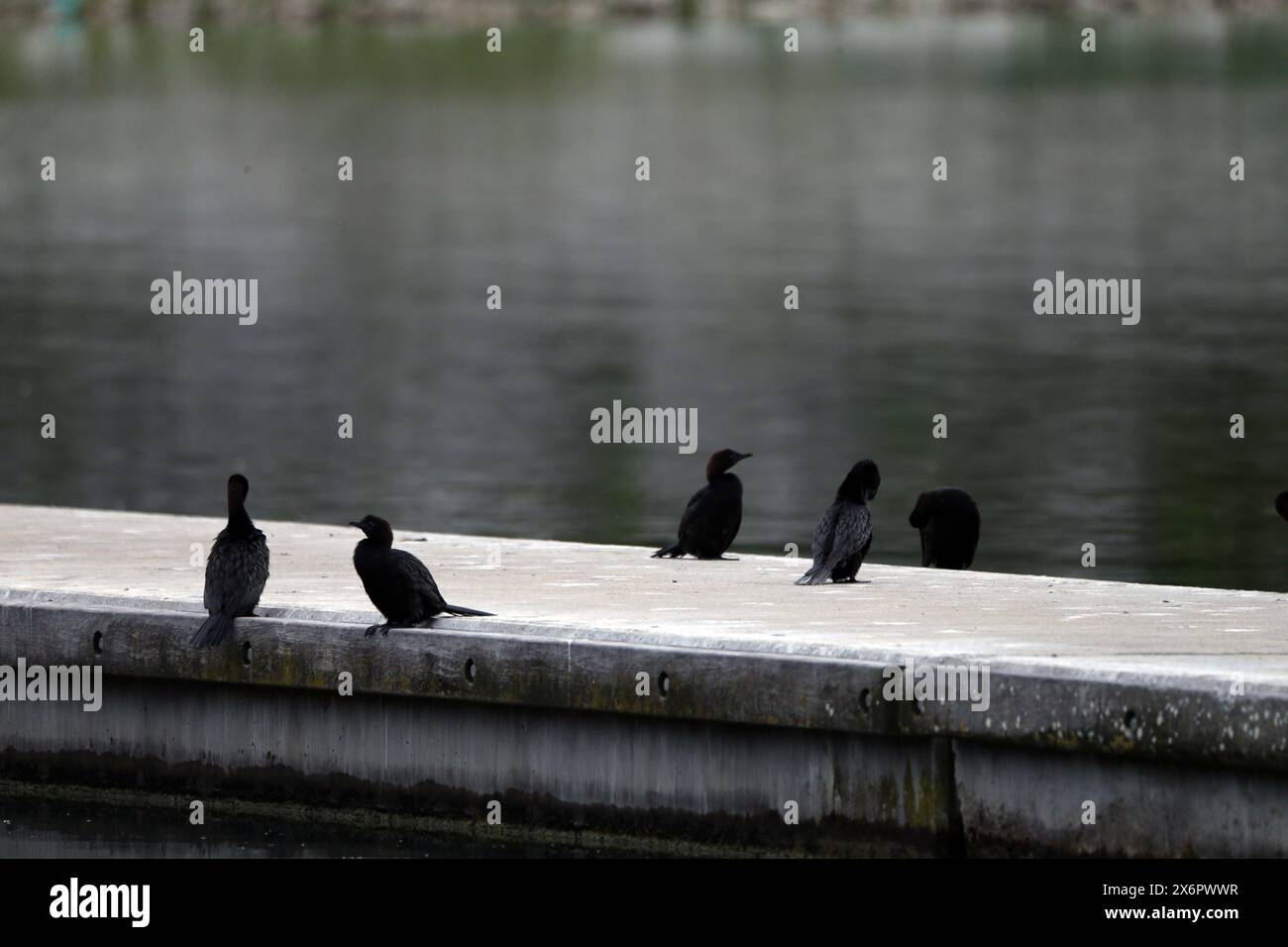 Cormorano pigmeo nel lago Prespa in Grecia Foto Stock