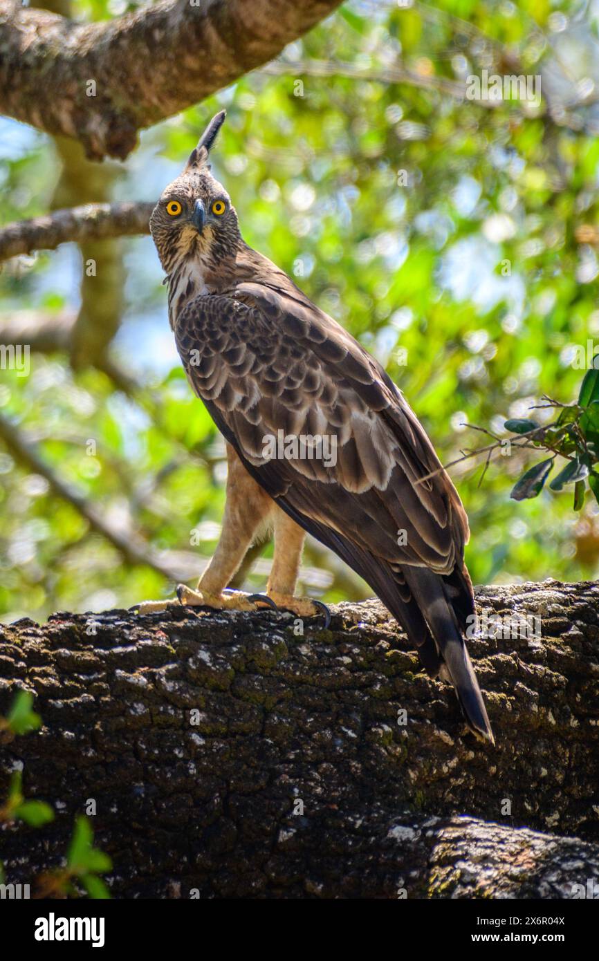 Aquila di falco crestato (Nisaetus cirrhatus), arroccata nel Parco Nazionale di Yala. Foto Stock