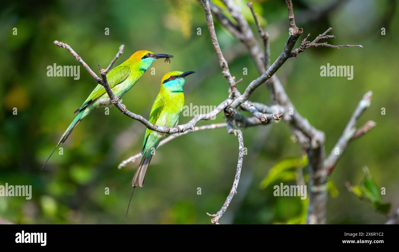 Mangiatore di api verdi che dà da mangiare alla prole, nutrendosi di api o insetti. Foto Stock