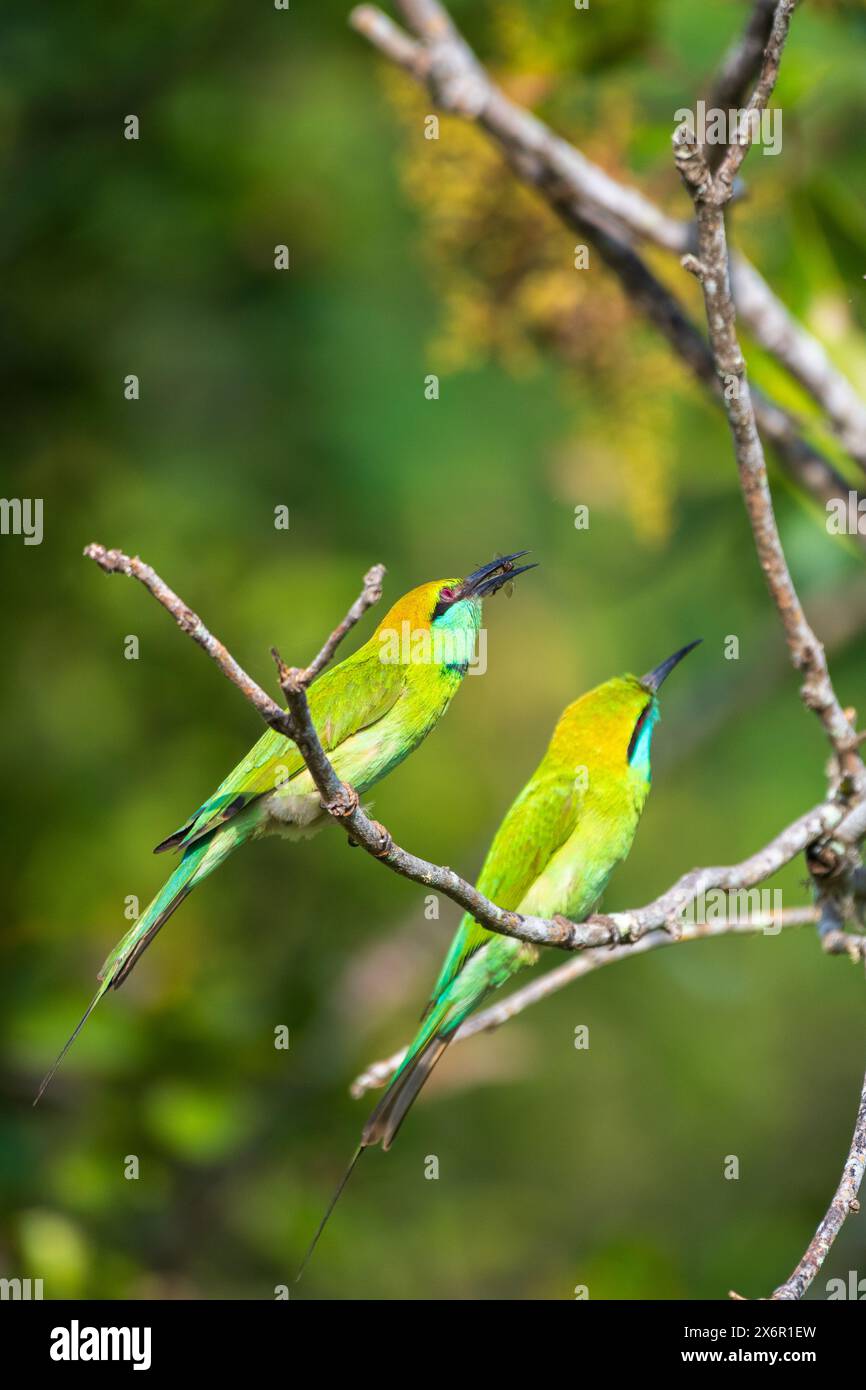 Mangiatore di api verdi che dà da mangiare alla prole, nutrendosi di api o insetti. Foto Stock