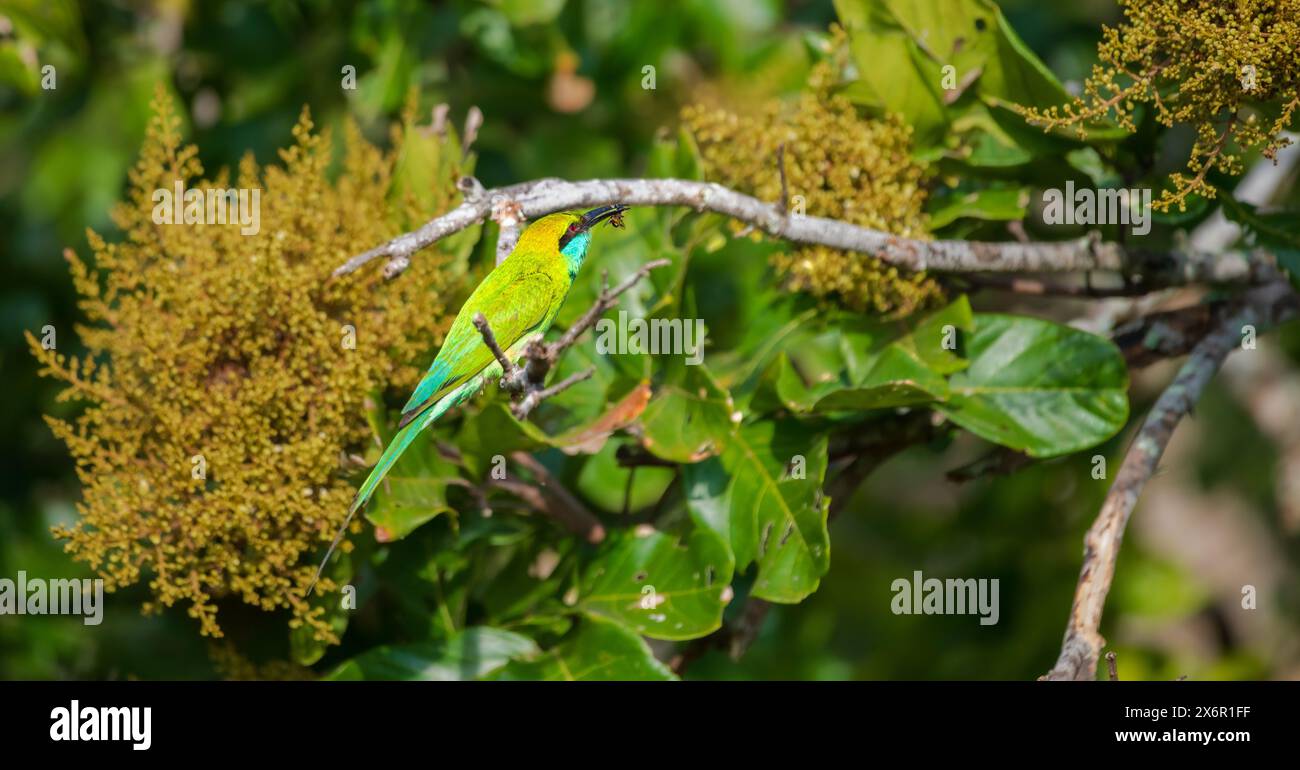 Mangiatore di api verdi che mangia un'ape, splendido habitat naturale girato nel Parco nazionale di Yala. Foto Stock