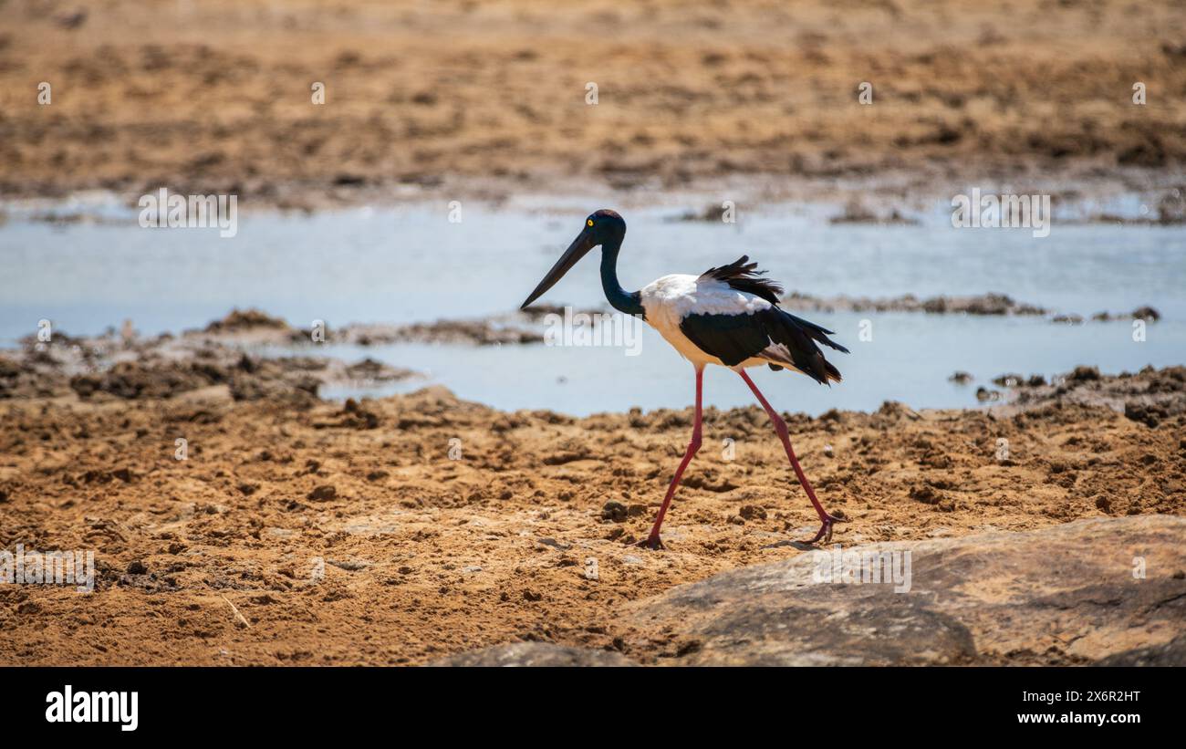 Ricovero di cicogna dal collo nero per il cibo vicino al lago di essiccazione nel parco nazionale di Yala. Foto Stock