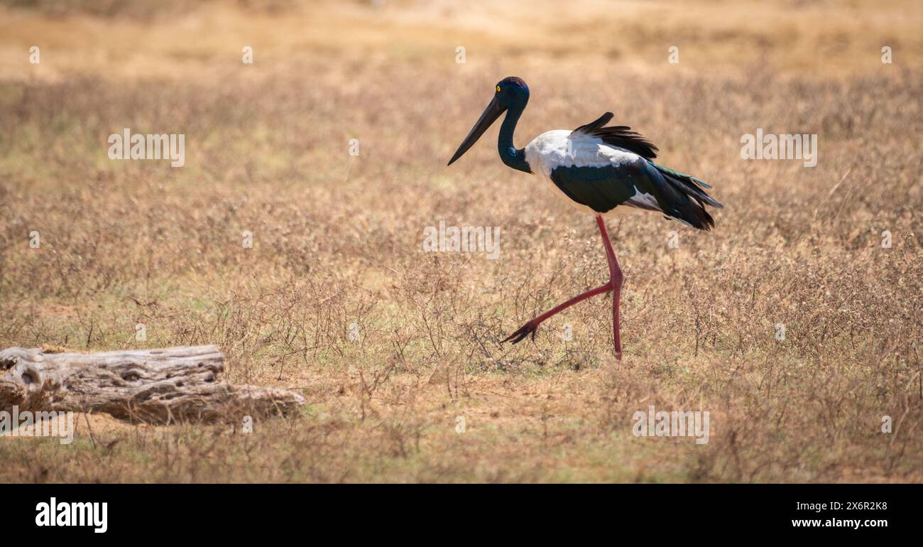 Caccia alla cicogna dal collo nero al Parco nazionale di Yala. L'uccello più grande e molto raro dello Sri Lanka. Foto Stock