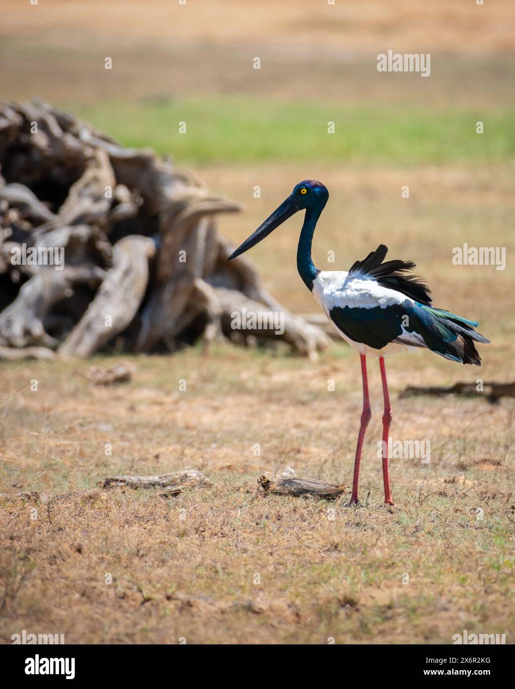 Cicogna dal collo nero al parco nazionale di Yala. L'uccello più grande e raro dello Sri Lanka. Foto Stock