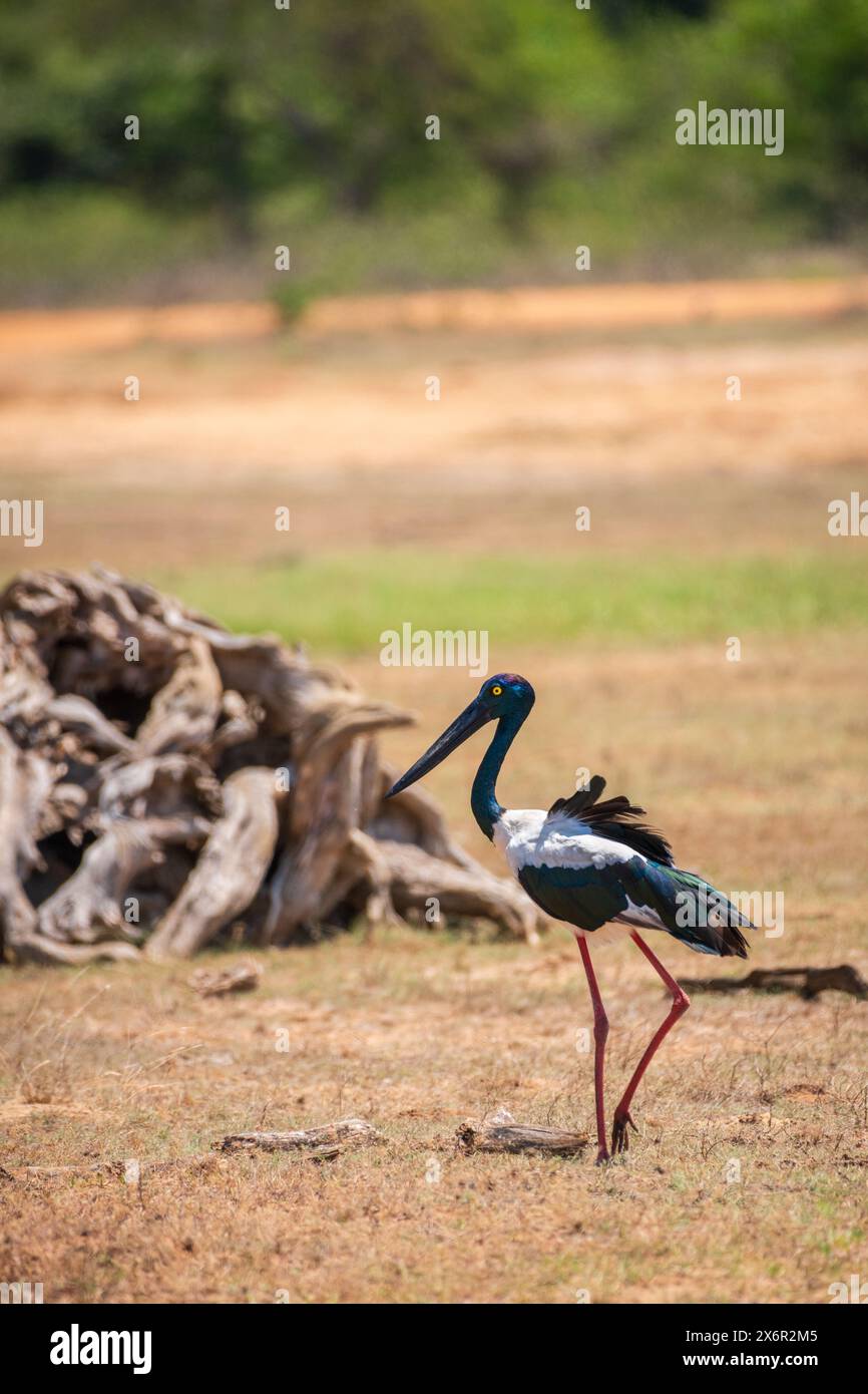 Cicogna dal collo nero al parco nazionale di Yala. L'uccello più grande e raro dello Sri Lanka. Foto Stock