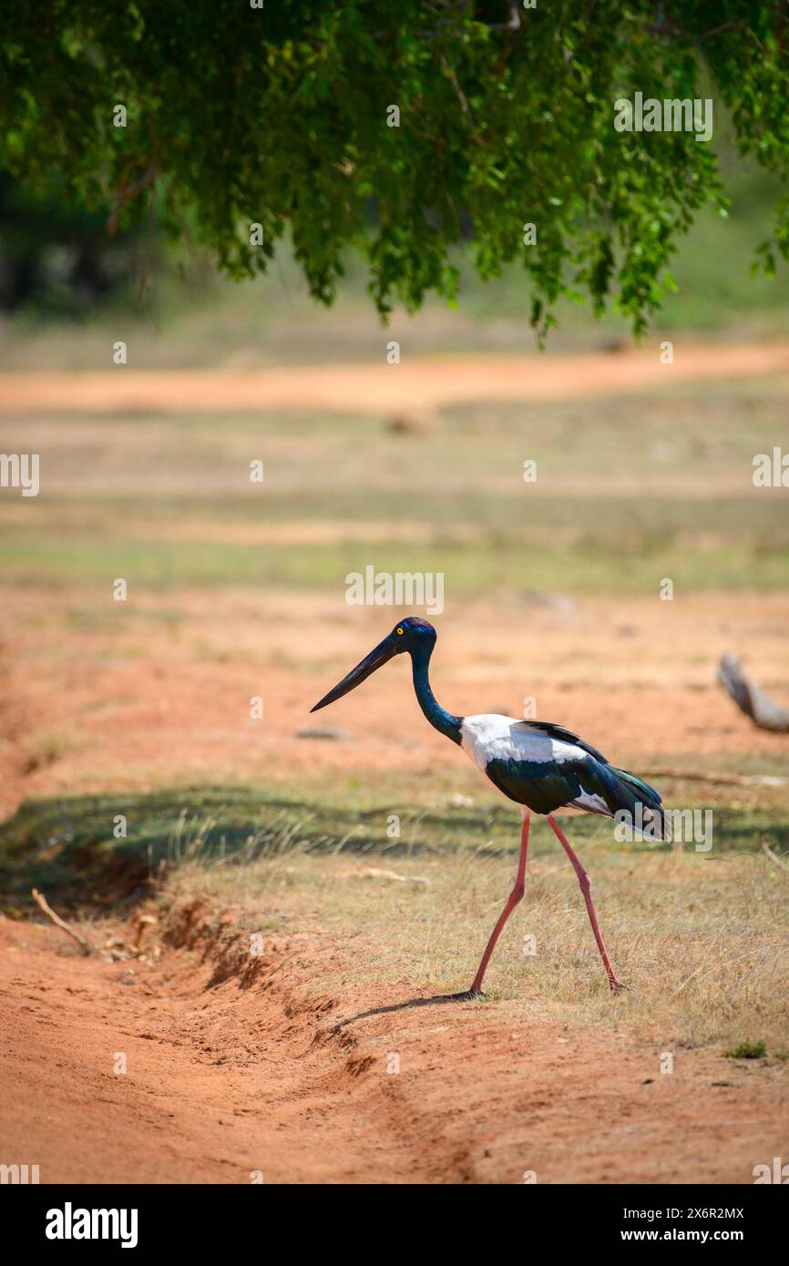 Cicogna dal collo nero, avvistamento raro al Parco nazionale di Yala. L'uccello più grande dello Sri Lanka. Foto Stock