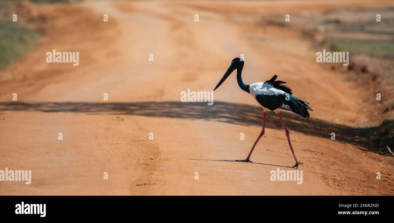 Cicogna dal collo nero che attraversa la strada sterrata del parco nazionale di Yala. L'uccello più alto e raro dello Sri Lanka. Foto Stock