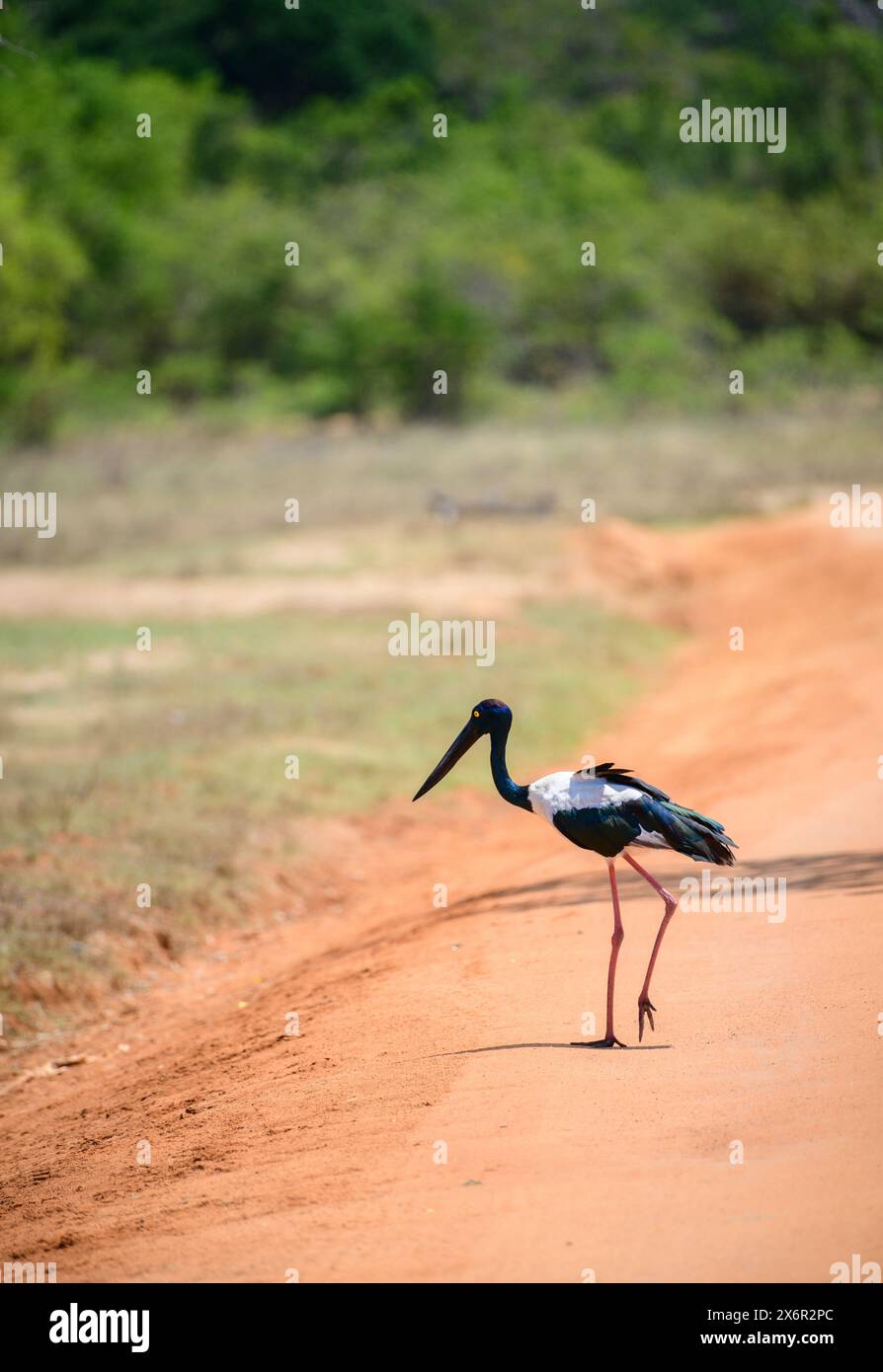 Cicogna dal collo nero che attraversa la strada sterrata del parco nazionale di Yala. L'uccello più alto e raro dello Sri Lanka. Foto Stock