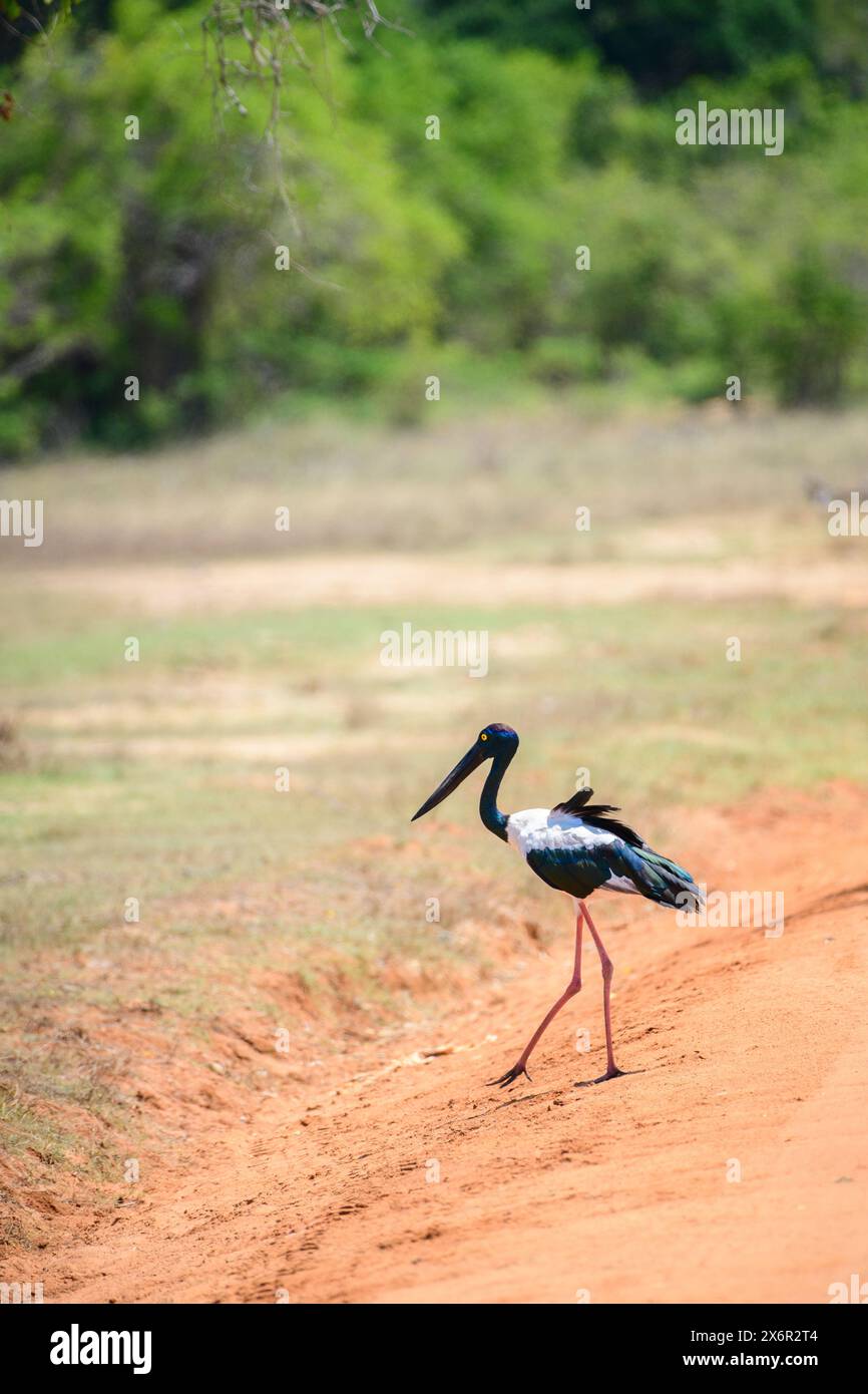 Cicogna dal collo nero che attraversa la strada sterrata del parco nazionale di Yala. L'uccello più alto e raro dello Sri Lanka. Foto Stock