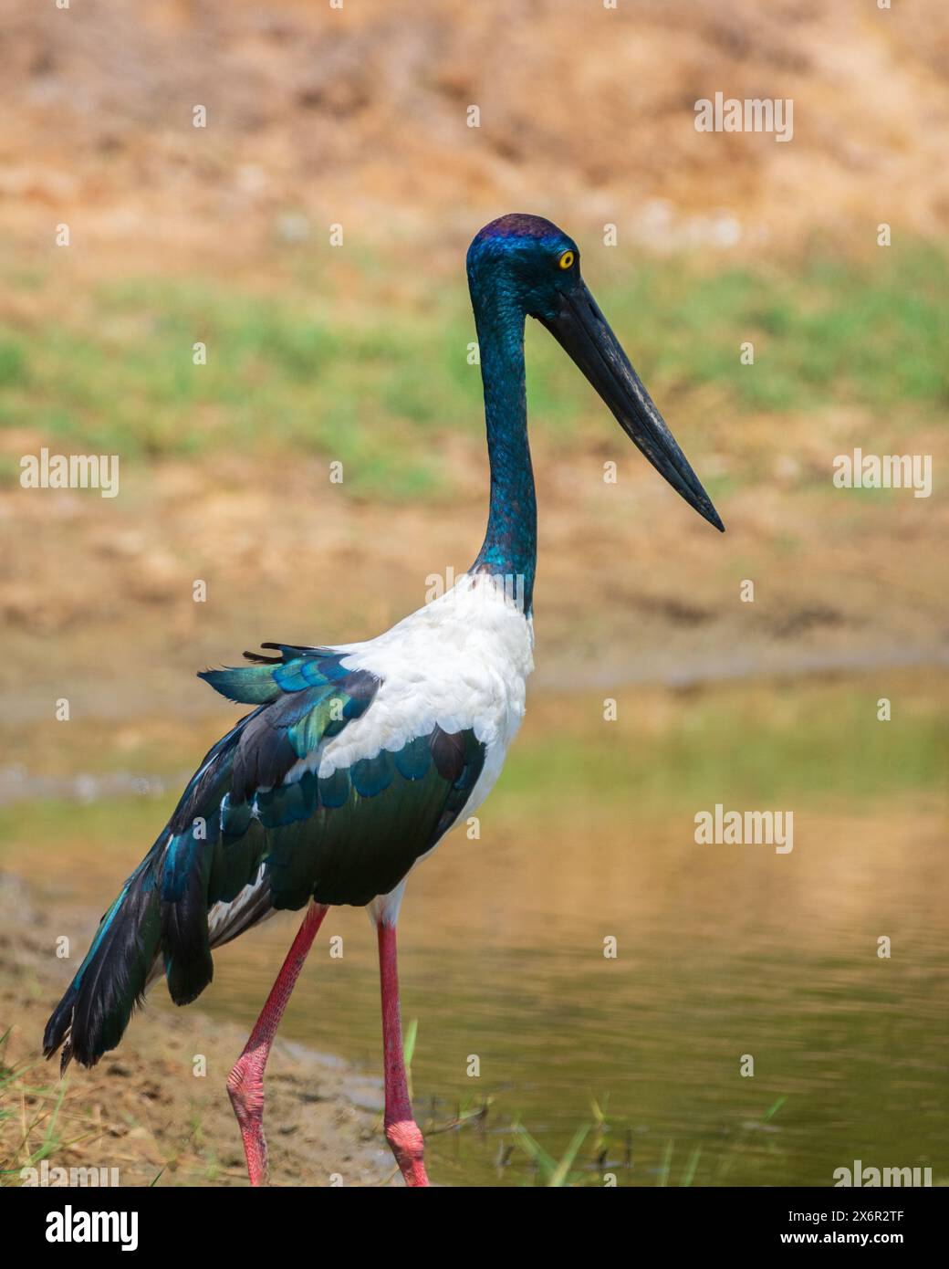 Caccia alla cicogna dal collo nero presso lo stagno poco profondo del parco nazionale di Yala. Foto ravvicinata dell'uccello più alto e raro dello Sri Lanka. Foto Stock