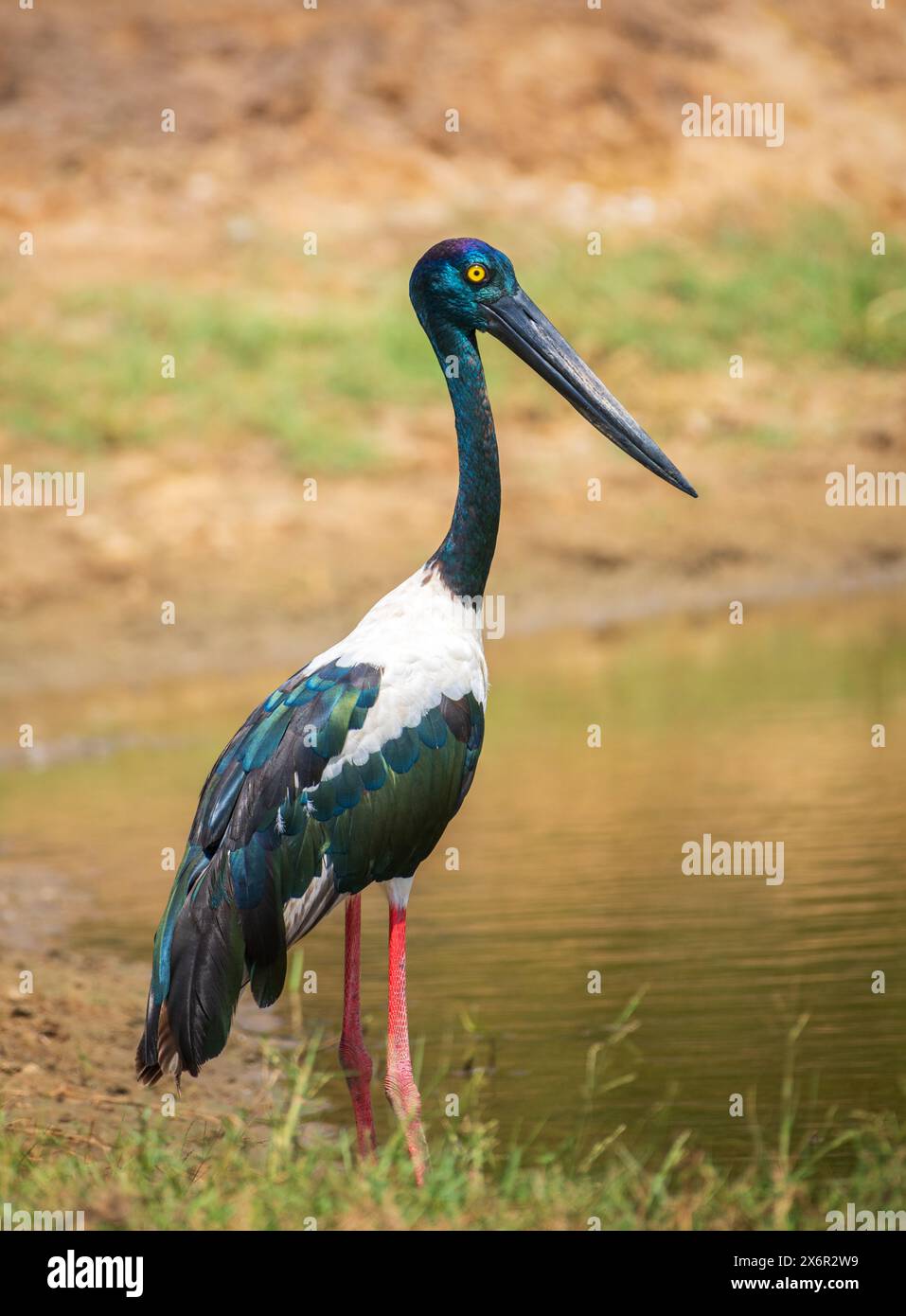 Cicogna dal collo nero al parco nazionale di Yala. L'uccello più grande e raro dello Sri Lanka. Foto Stock