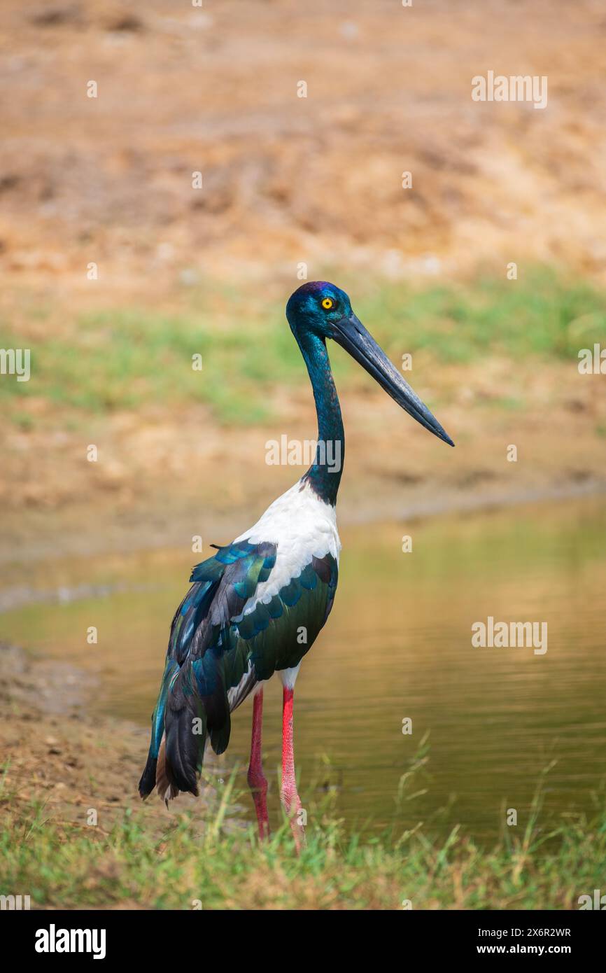 La cicogna dal collo nero si erge in cima alla riva vicino al corpo d'acqua del Parco Nazionale di Yala. L'uccello più grande e raro dello Sri Lanka. Foto Stock