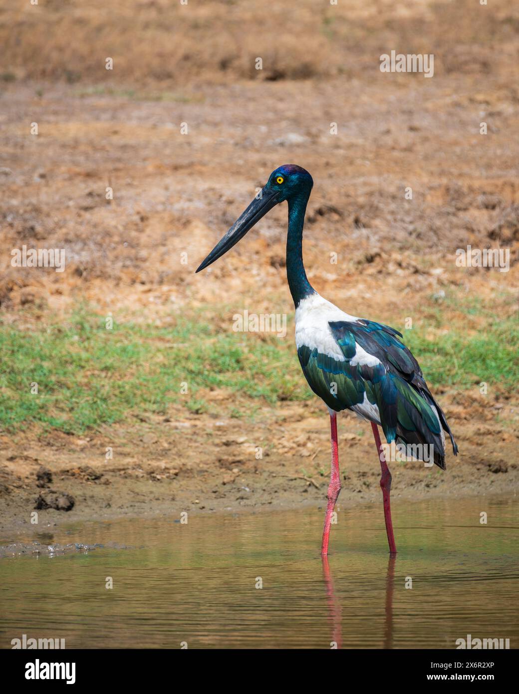 Caccia alla cicogna dal collo nero presso lo stagno poco profondo del parco nazionale di Yala. Foto ravvicinata dell'uccello più grande e raro dello Sri Lanka. Foto Stock