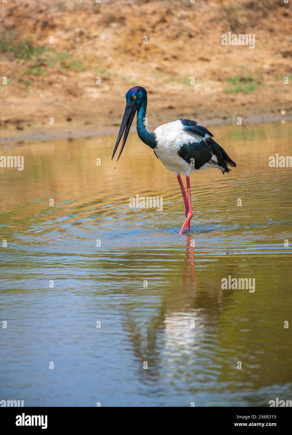Caccia alla cicogna dal collo nero presso lo stagno poco profondo del parco nazionale di Yala. Foto ravvicinata dell'uccello più grande e raro dello Sri Lanka. Foto Stock