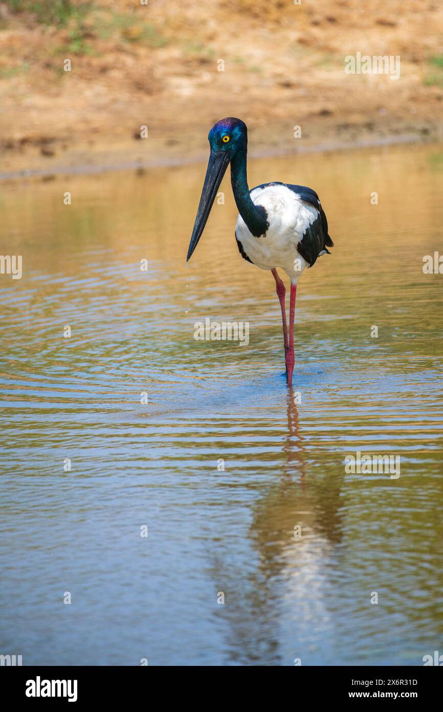 Pesca della cicogna dal collo nero al parco nazionale di Yala. L'uccello più grande e raro dello Sri Lanka. Foto Stock