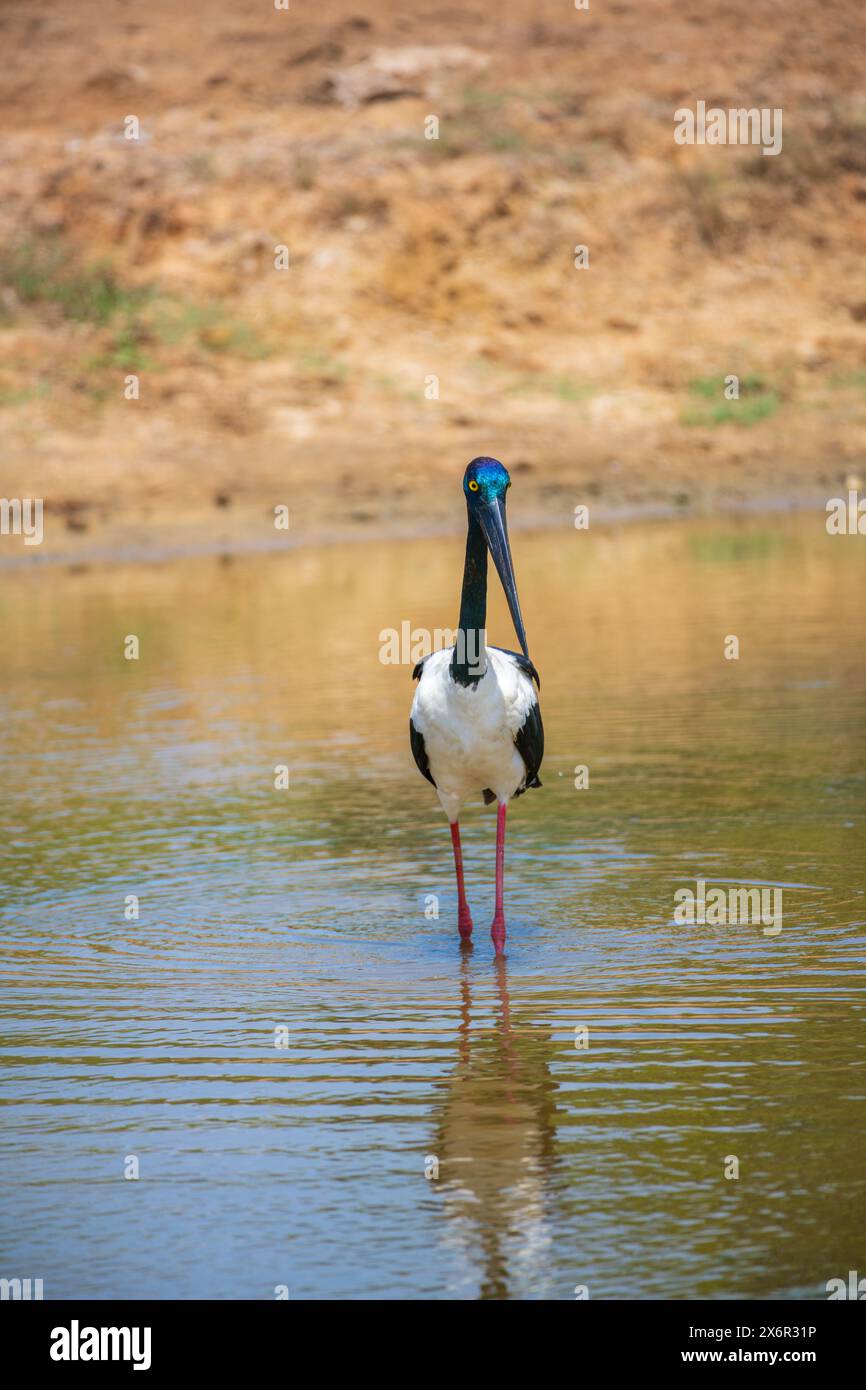 Caccia alla cicogna dal collo nero presso lo stagno poco profondo del parco nazionale di Yala. Foto ravvicinata dell'uccello più grande e raro dello Sri Lanka. Foto Stock