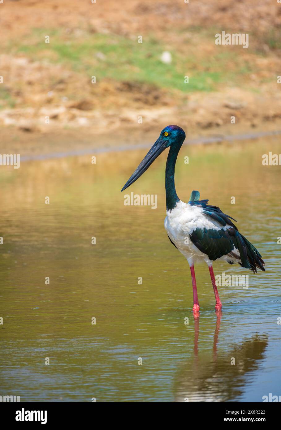 Caccia alla cicogna dal collo nero presso lo stagno poco profondo del parco nazionale di Yala. Foto ravvicinata dell'uccello più grande e raro dello Sri Lanka. Foto Stock