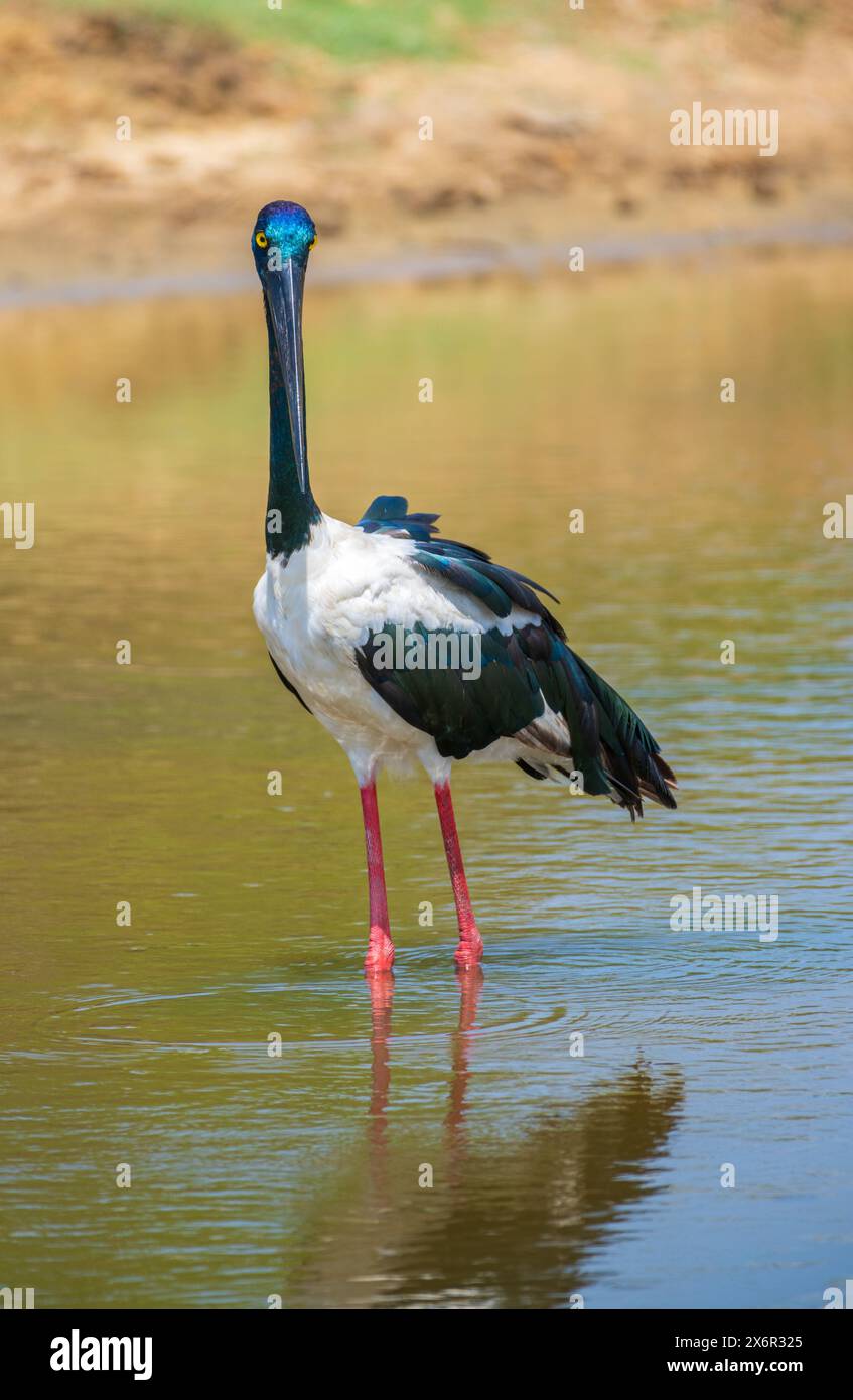 Habitat naturale delle cicogne dal collo nero girato al Parco nazionale di Yala. L'uccello più grande e raro dello Sri Lanka. Foto Stock