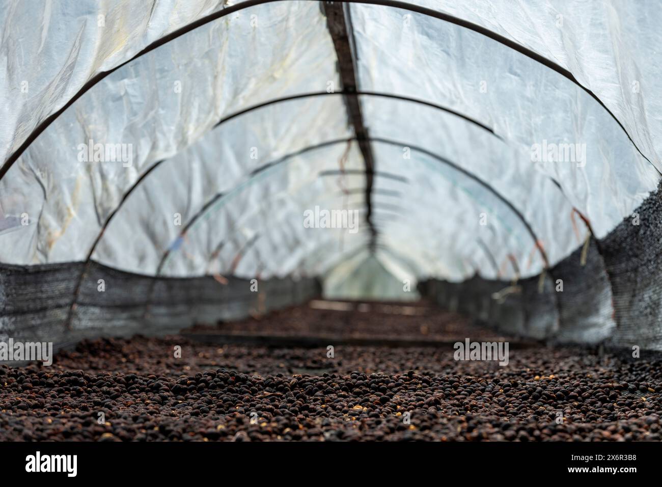 Ciliegie di caffè dopo la raccolta, il processo secco, la lavorazione naturale è un modo speciale per lavorare il caffè, Boquete, Panama - foto stock Foto Stock