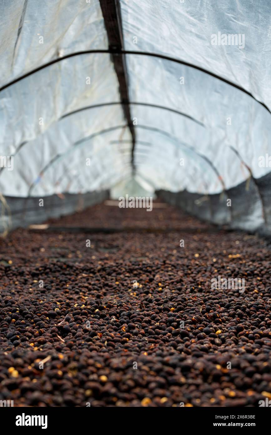 Ciliegie di caffè dopo la raccolta, il processo secco, la lavorazione naturale è un modo speciale per lavorare il caffè, Boquete, Panama - foto stock Foto Stock