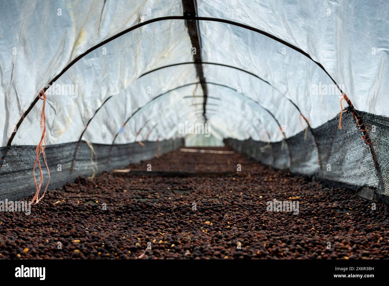 Ciliegie di caffè dopo la raccolta, il processo secco, la lavorazione naturale è un modo speciale per lavorare il caffè, Boquete, Panama - foto stock Foto Stock