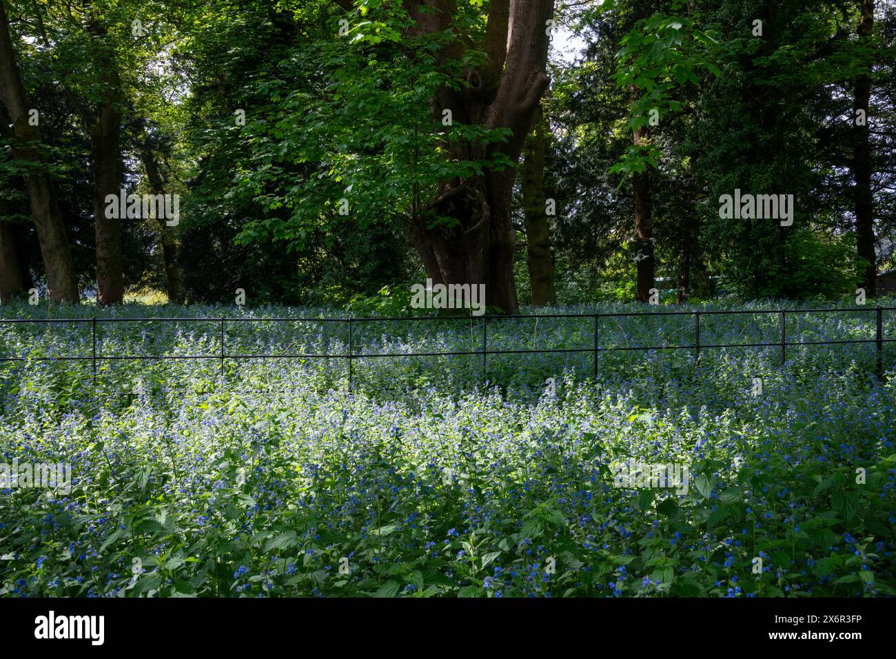 Pentaglottis Sempervirens, conosciuta anche come Alkanet che fiorisce all'ombra degli alberi alla fine della primavera. Foto Stock