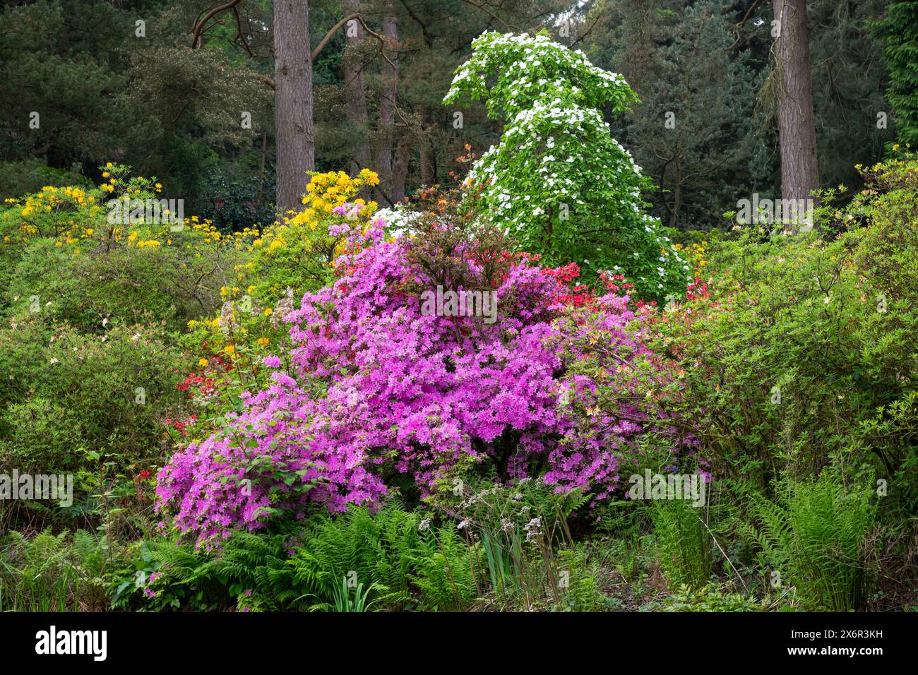 Azalee e legno di paglia fioriscono sul bordo di un giardino boschivo a tarda primavera nel Regno Unito. Foto Stock
