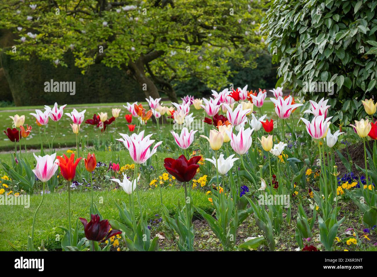 Tulipani colorati misti in un'esposizione di biancheria da letto primaverile in un parco del Regno Unito. Foto Stock