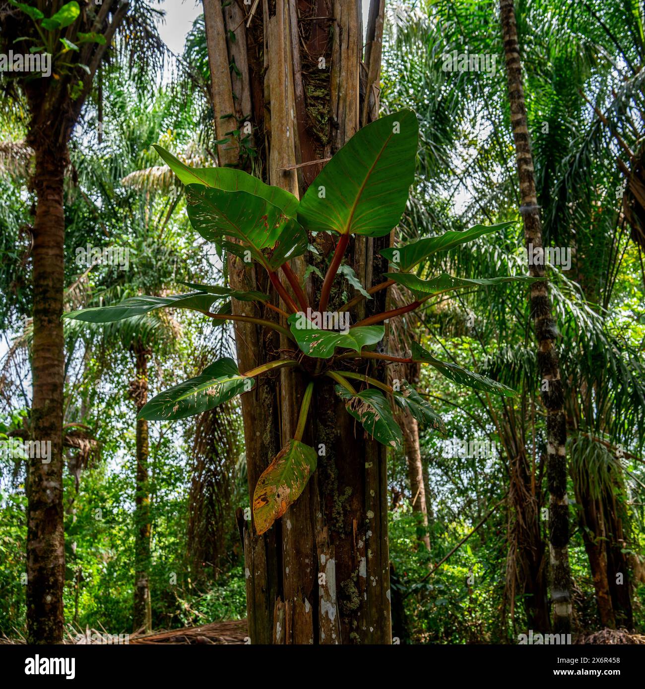 Primo piano di un Epifito sul lato di una palma nel Suriname Foto Stock