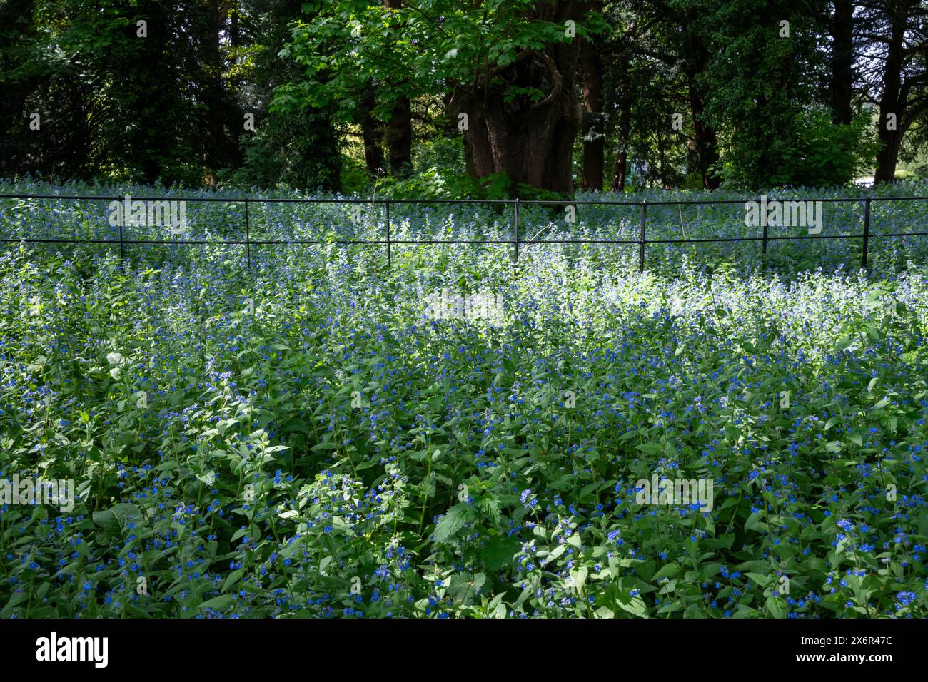 Pentaglottis Sempervirens, conosciuta anche come Alkanet che fiorisce all'ombra degli alberi alla fine della primavera. Foto Stock