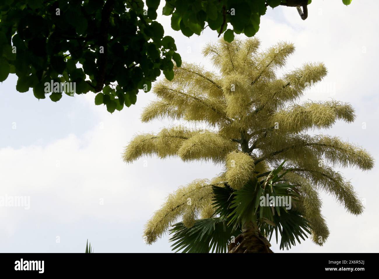 Valencia, Carabobo, Venezuela. 15 maggio 2024. 15 maggio 2024 le palme di Ceylon (Corypha umbraculifera) fioriscono nei giardini dell'Università di Carabobo. La palma dell'Asia meridionale detiene il Guinness record dal 2013 come la più grande infiorescenza ramificata del mondo, impiegando tra i 40 e i 80 anni per fiorire. Foto: Juan Carlos HernÃndez (immagine di credito: © Juan Carlos Hernandez/ZUMA Press Wire) SOLO PER USO EDITORIALE! Non per USO commerciale! Foto Stock