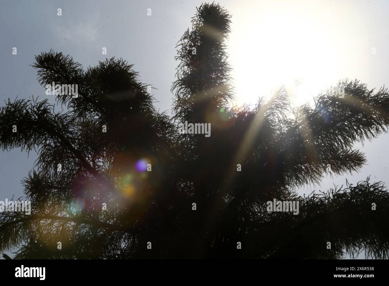 Valencia, Carabobo, Venezuela. 15 maggio 2024. 15 maggio 2024 le palme di Ceylon (Corypha umbraculifera) fioriscono nei giardini dell'Università di Carabobo. La palma dell'Asia meridionale detiene il Guinness record dal 2013 come la più grande infiorescenza ramificata del mondo, impiegando tra i 40 e i 80 anni per fiorire. Foto: Juan Carlos HernÃndez (immagine di credito: © Juan Carlos Hernandez/ZUMA Press Wire) SOLO PER USO EDITORIALE! Non per USO commerciale! Foto Stock