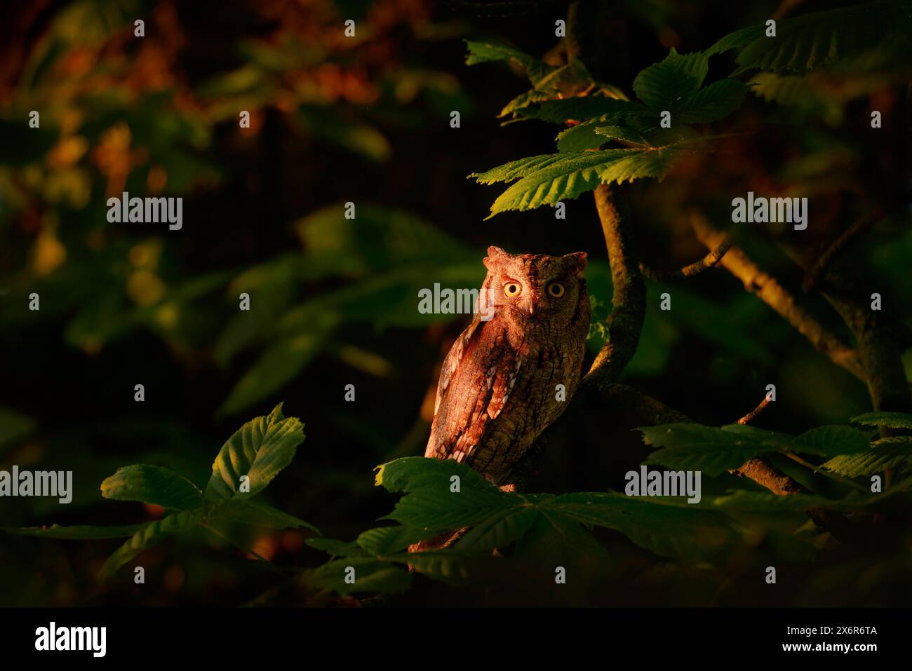 Scops Owl, Otus scops, piccolo gufo nell'habitat naturale, seduto sul ramo verde dell'albero, vicino a Praga, Repubblica Ceca. Natura selvaggia Foto Stock