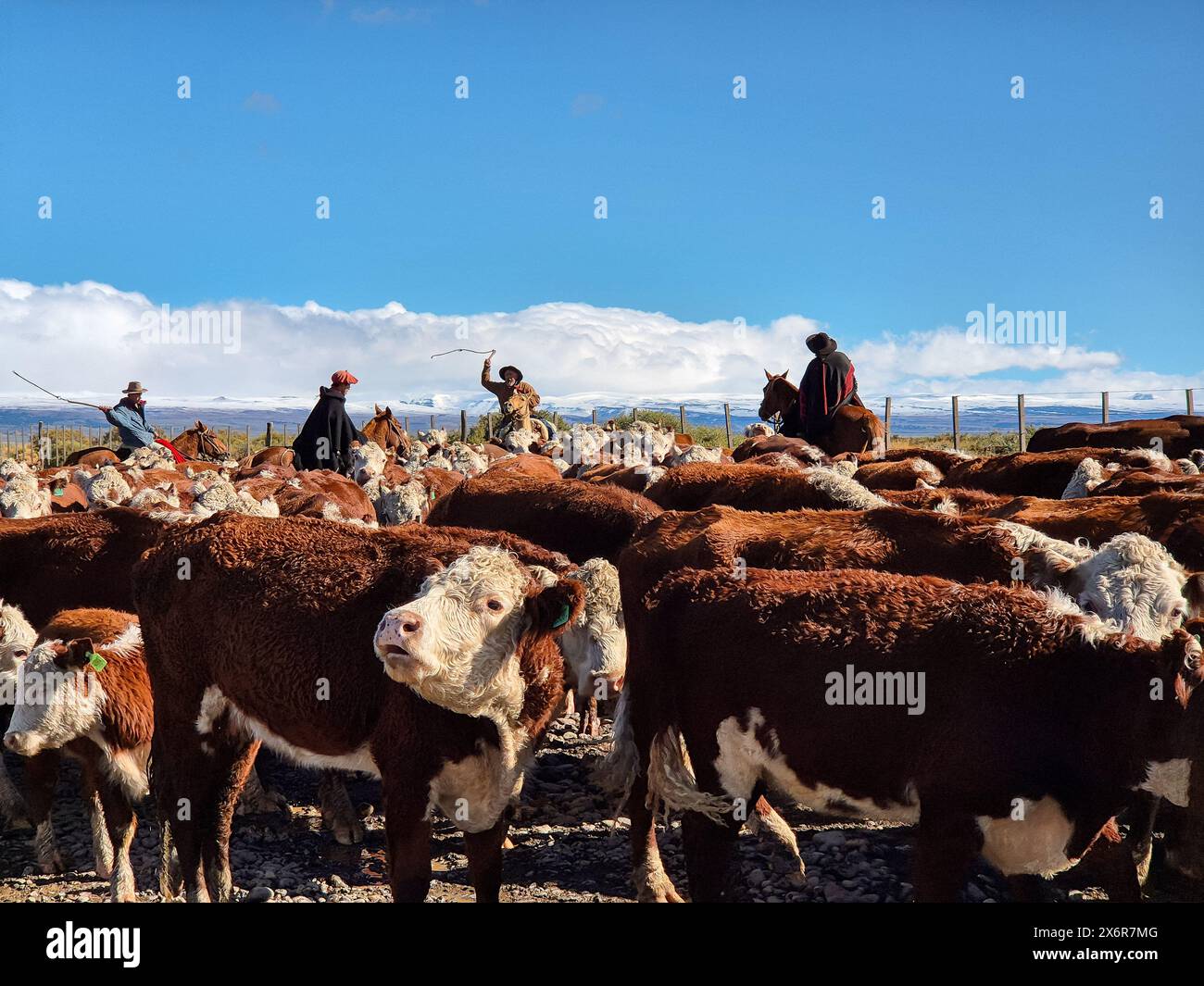 Neuquen, Argentina, 19 aprile 2024: Gaucho allevava vacche nella "Cordillera de los Andes". Foto Stock