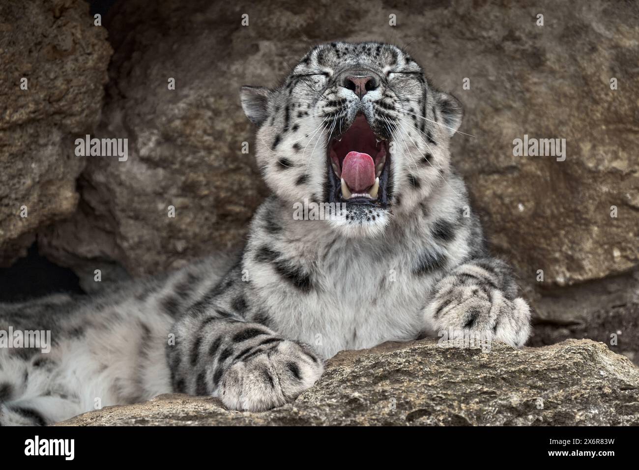 leopardo di neve con bocca aperta con denti, seduto nella natura pietra rocciosa habitat di montagna, Valle Spiti, Himalaya in India. Padella con leopardi neve Foto Stock