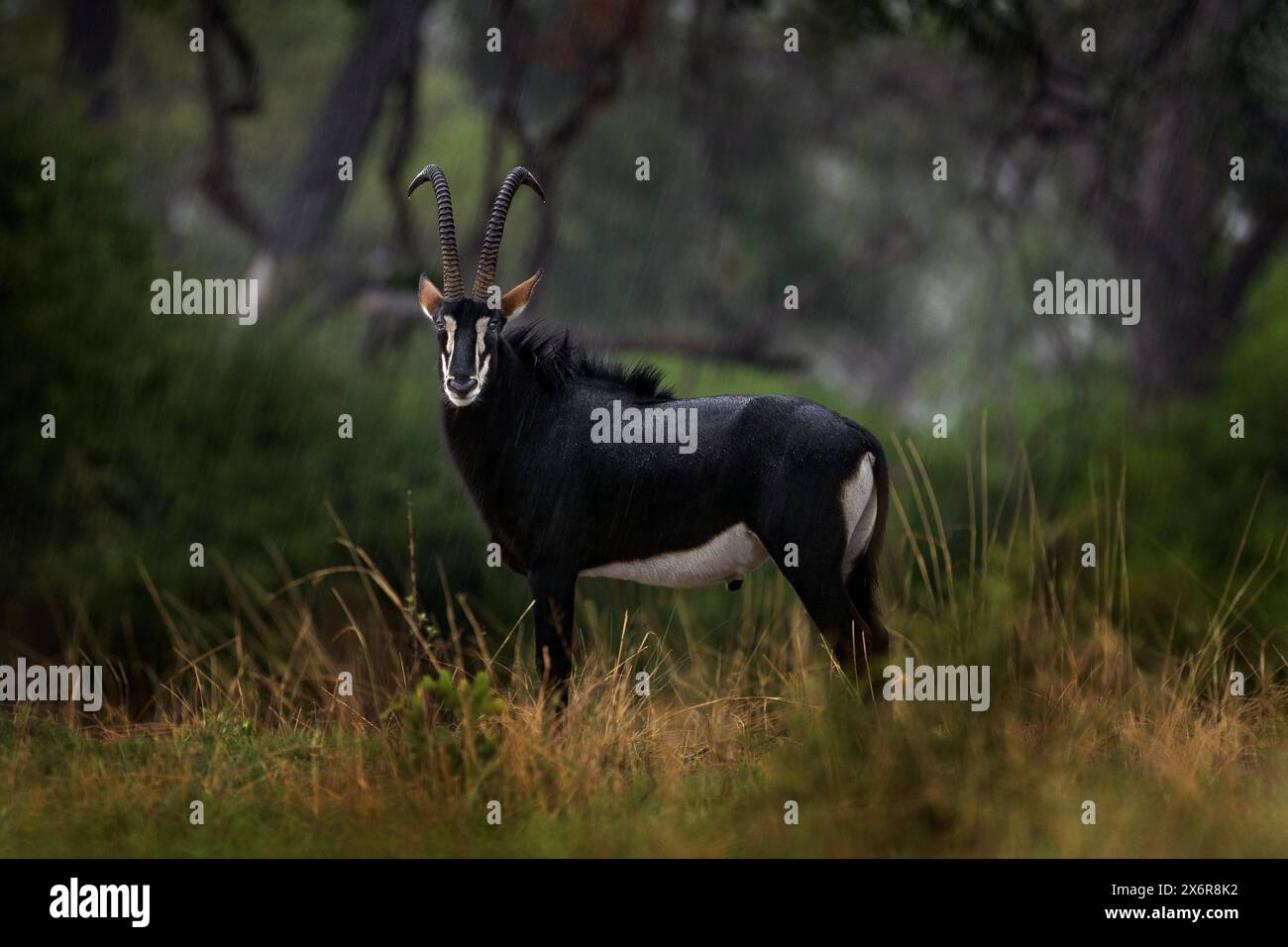 Sable antilope, Hippotragus niger, savana antilope trovata in Botswana in Africa. Antilope del delta dell'Okavango. Ritratto dettagliato dell'antilope, testa con grande e Foto Stock