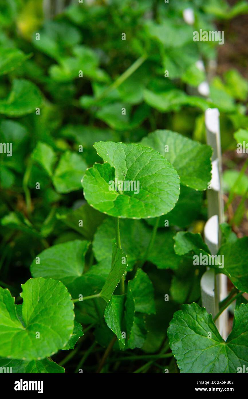 La Centella asiatica comunemente nota come Indian pennywort o Asiatic pennywort è una pianta erbacea perenne della famiglia delle Apiaceae. Foto Stock