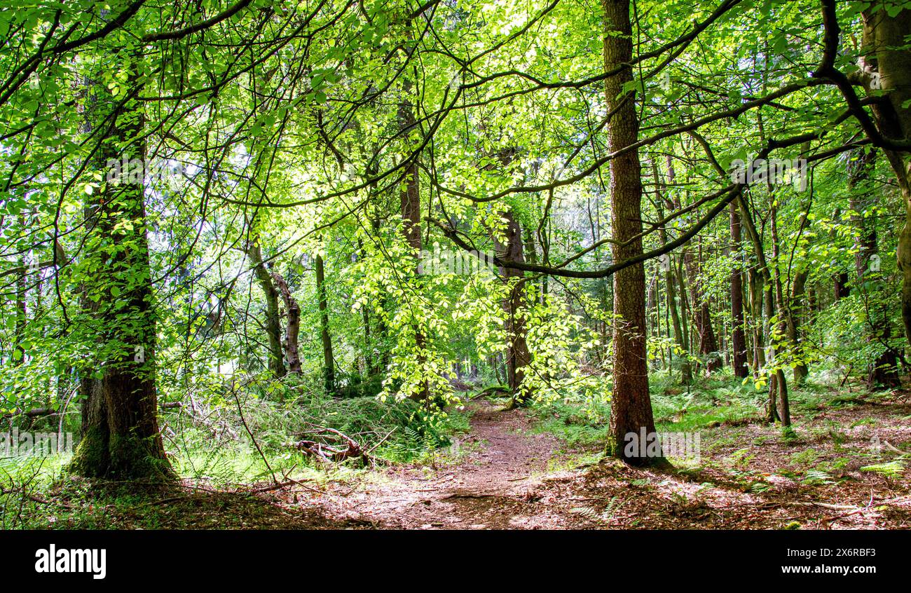 Una calda giornata primaverile con il sole nebbioso all'interno di Dundee Templeton Woods in Scozia, Regno Unito Foto Stock