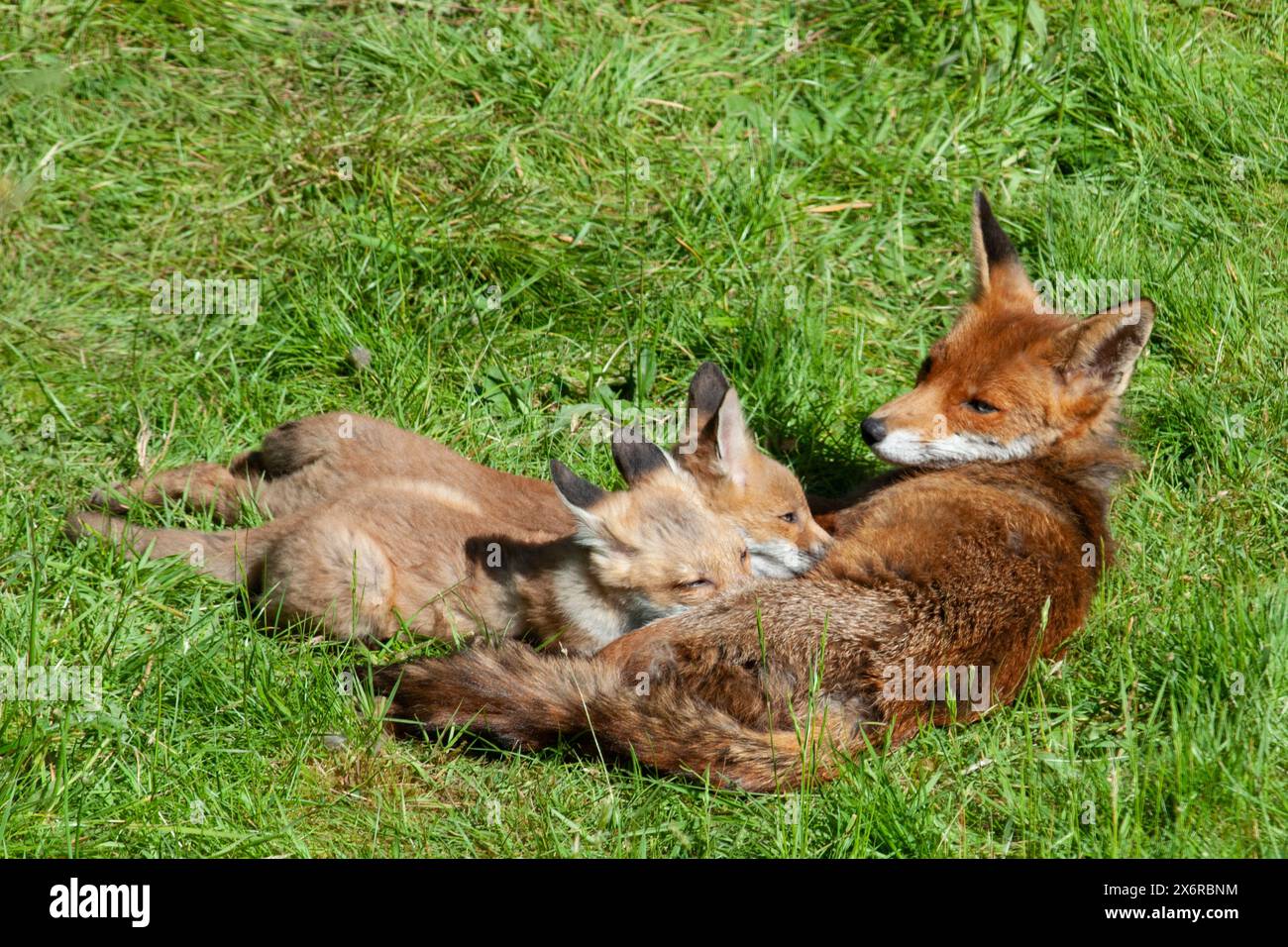 Meteo nel Regno Unito, 15 maggio 2024: In un giardino londinese, una famiglia di volpi gode di un clima mite e soleggiato tra una pioggia e l'altra. Qui la vixen giace al sole, mentre due dei suoi cinque cuccioli si nutrono. Crediti: Anna Watson/Alamy Live News Foto Stock