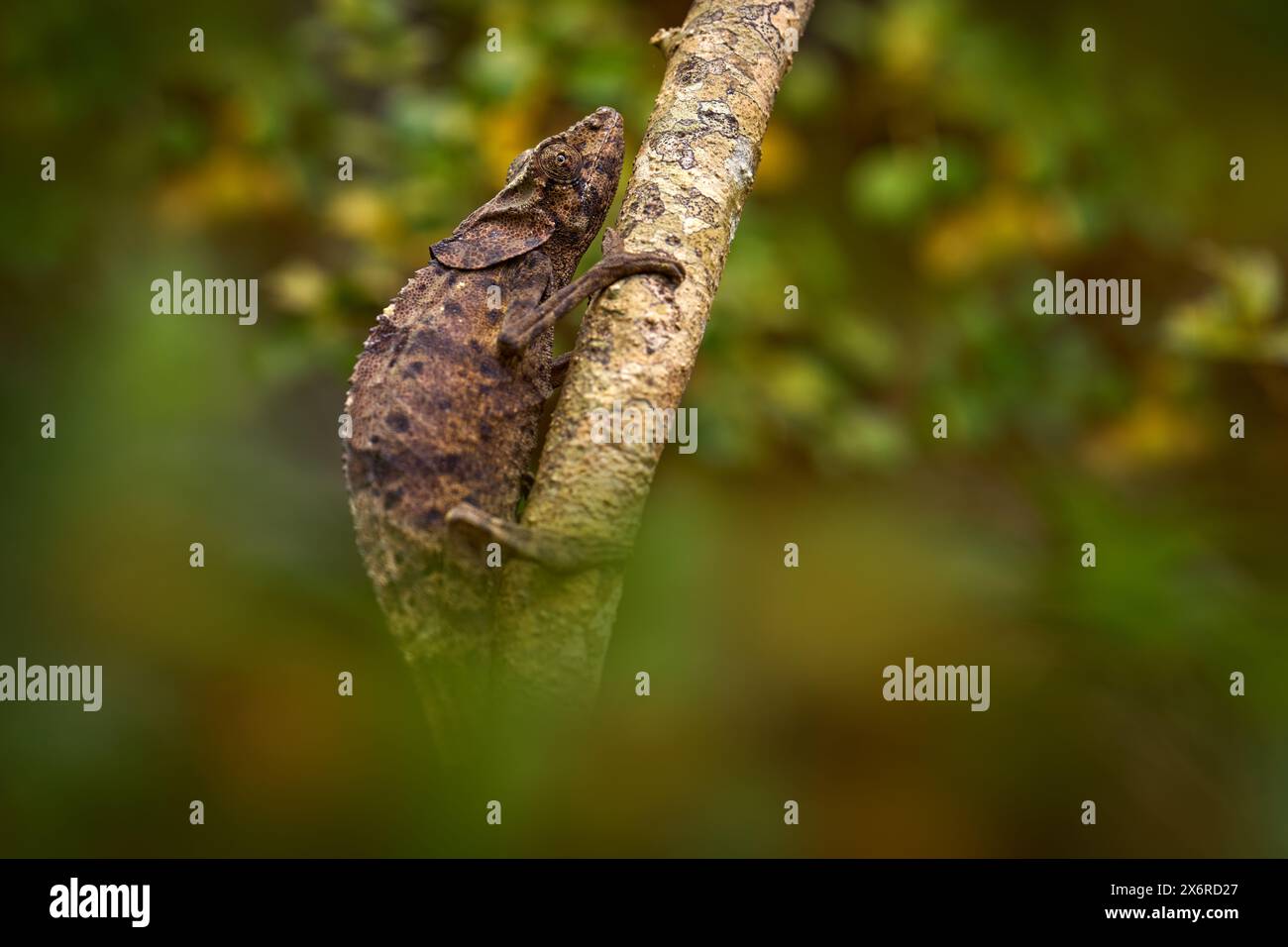 Natura della foresta del Madagascar. Panther hameleon sul ramo arboricolo, Furcifer pardalis, seduto nell'habitat naturale, Ranomafana NP. Endemico di Lizard Foto Stock