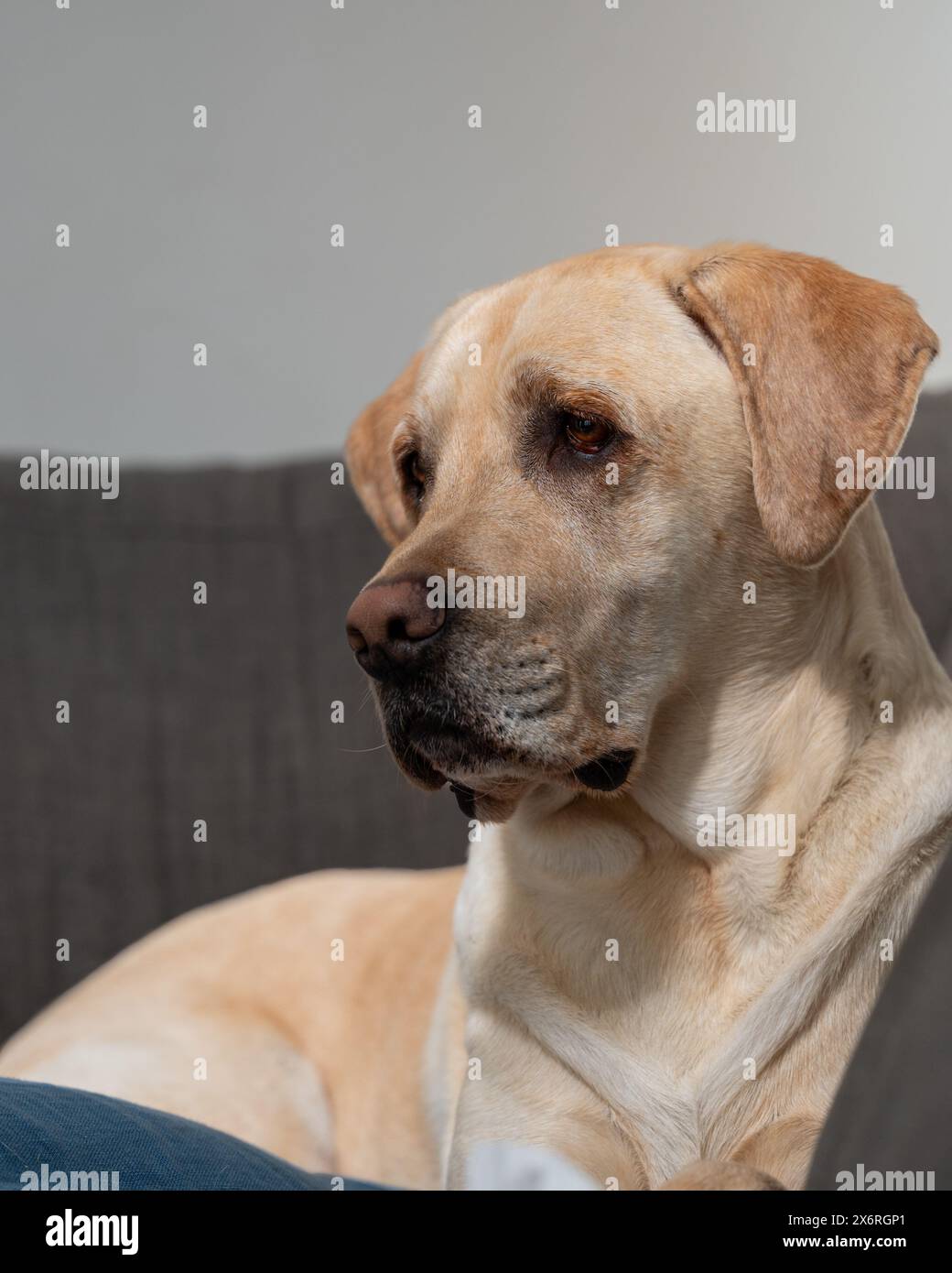 il cane biondo labrador aspetta pazientemente che il suo proprietario torni a casa. Foto Stock