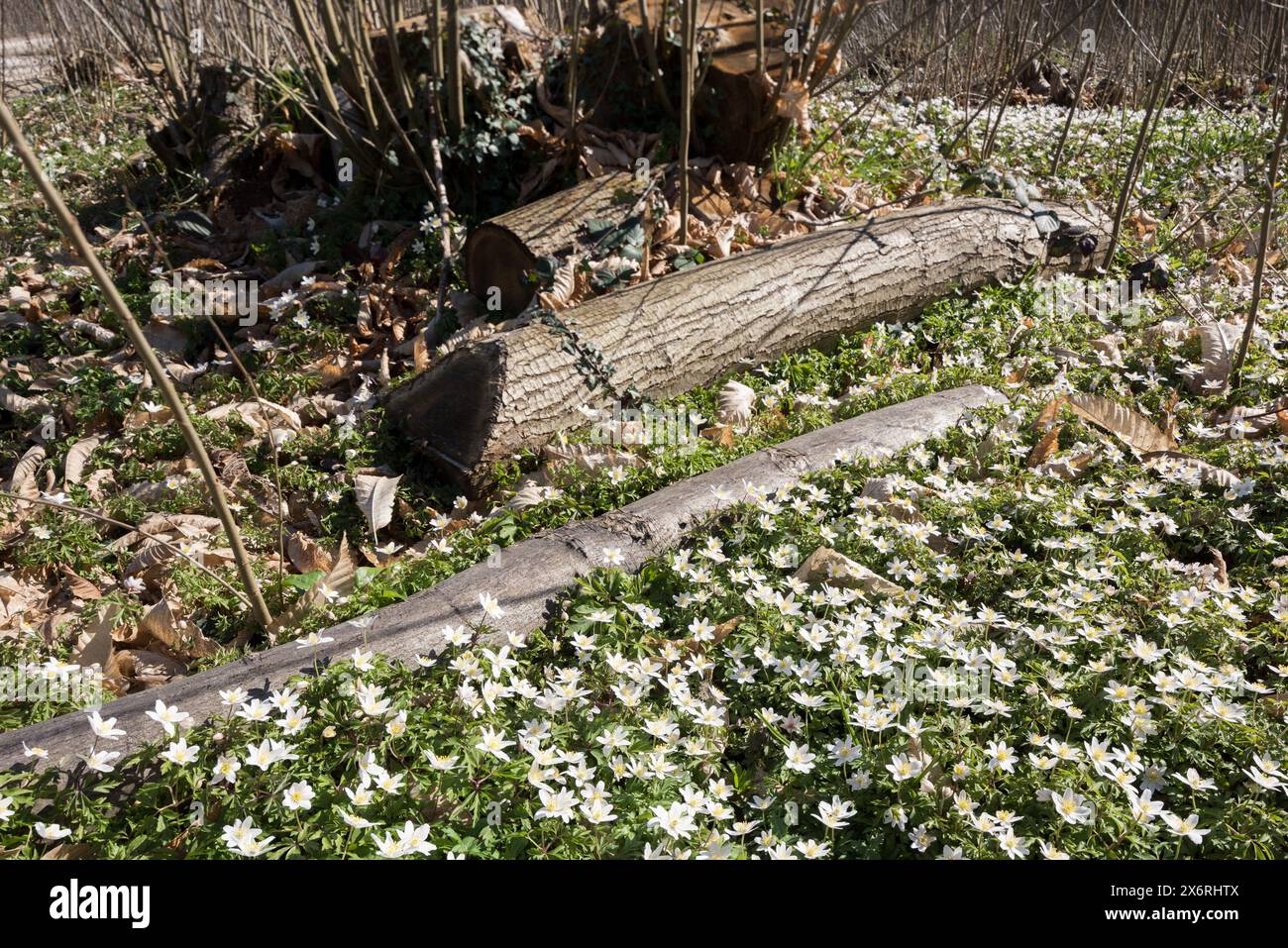 Il microclima del suolo forestale è stato modificato dall'impollarding di castagne dolci l'anno precedente, con una rigogliosa copertura di fiori primaverili di anemone in legno Foto Stock