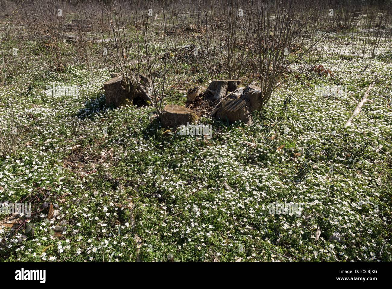Il microclima del suolo forestale è stato modificato dall'impollarding di castagne dolci l'anno precedente, con una rigogliosa copertura di fiori primaverili di anemone in legno Foto Stock