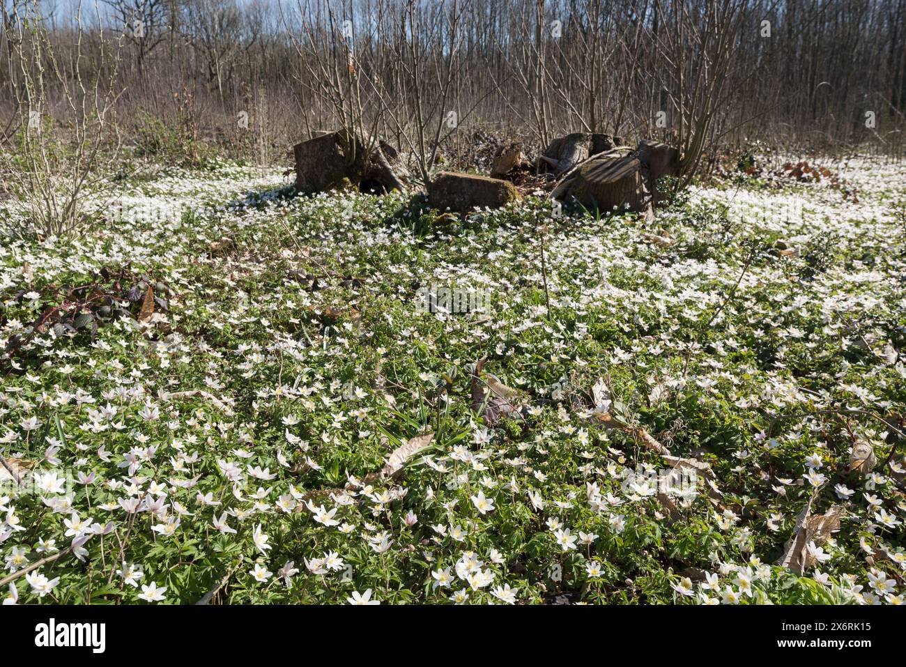 Il microclima del suolo forestale è stato modificato dall'impollarding di castagne dolci l'anno precedente, con una rigogliosa copertura di fiori primaverili di anemone in legno Foto Stock